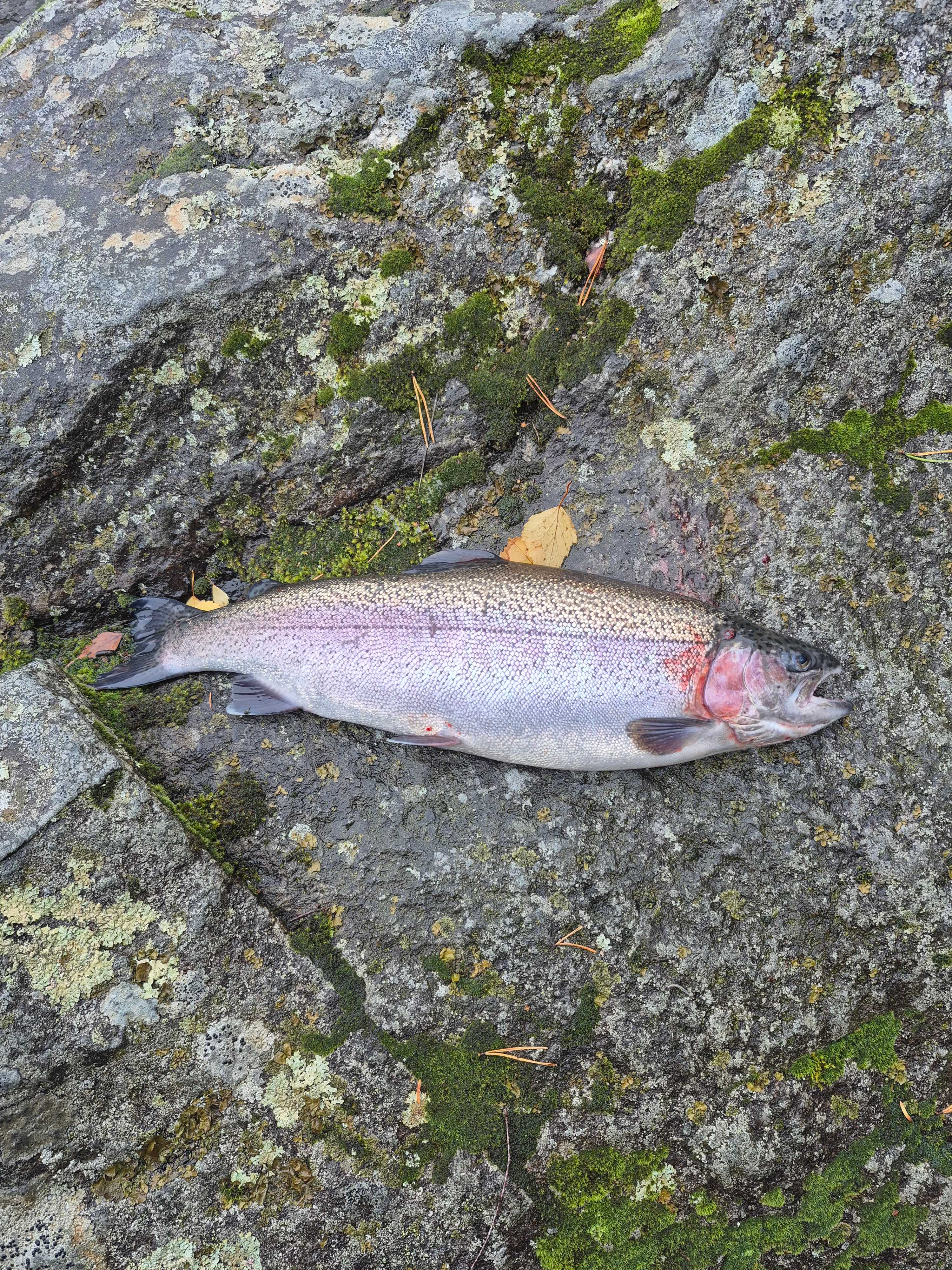 Fångstrapportbild