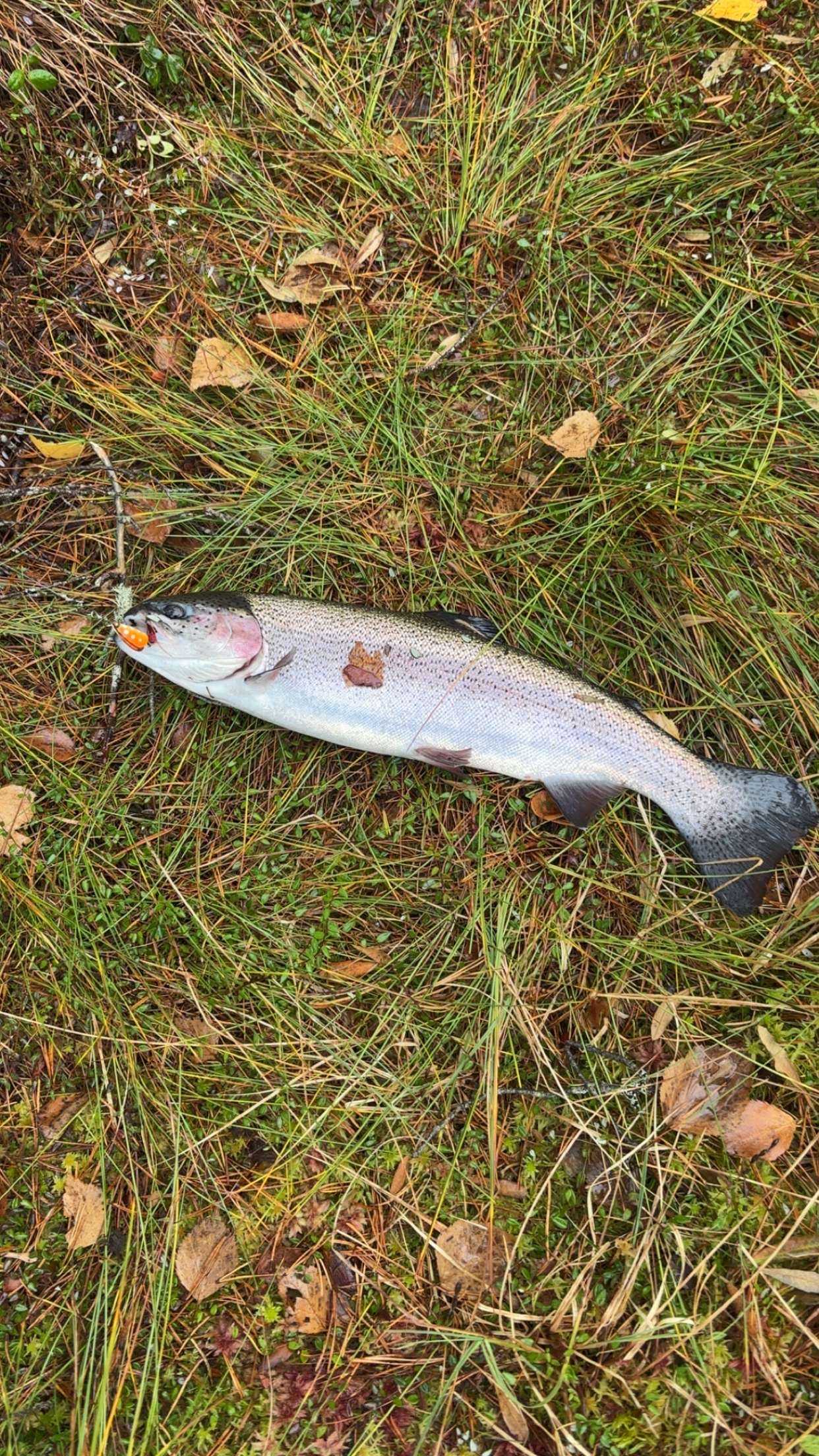 Fångstrapportbild