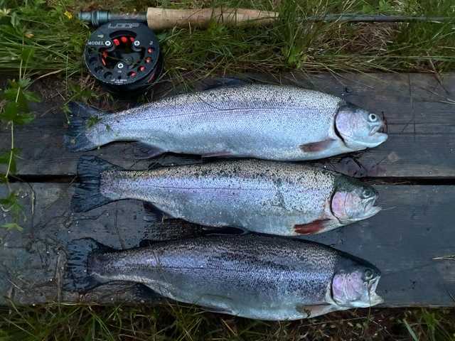 Kuva saaliista