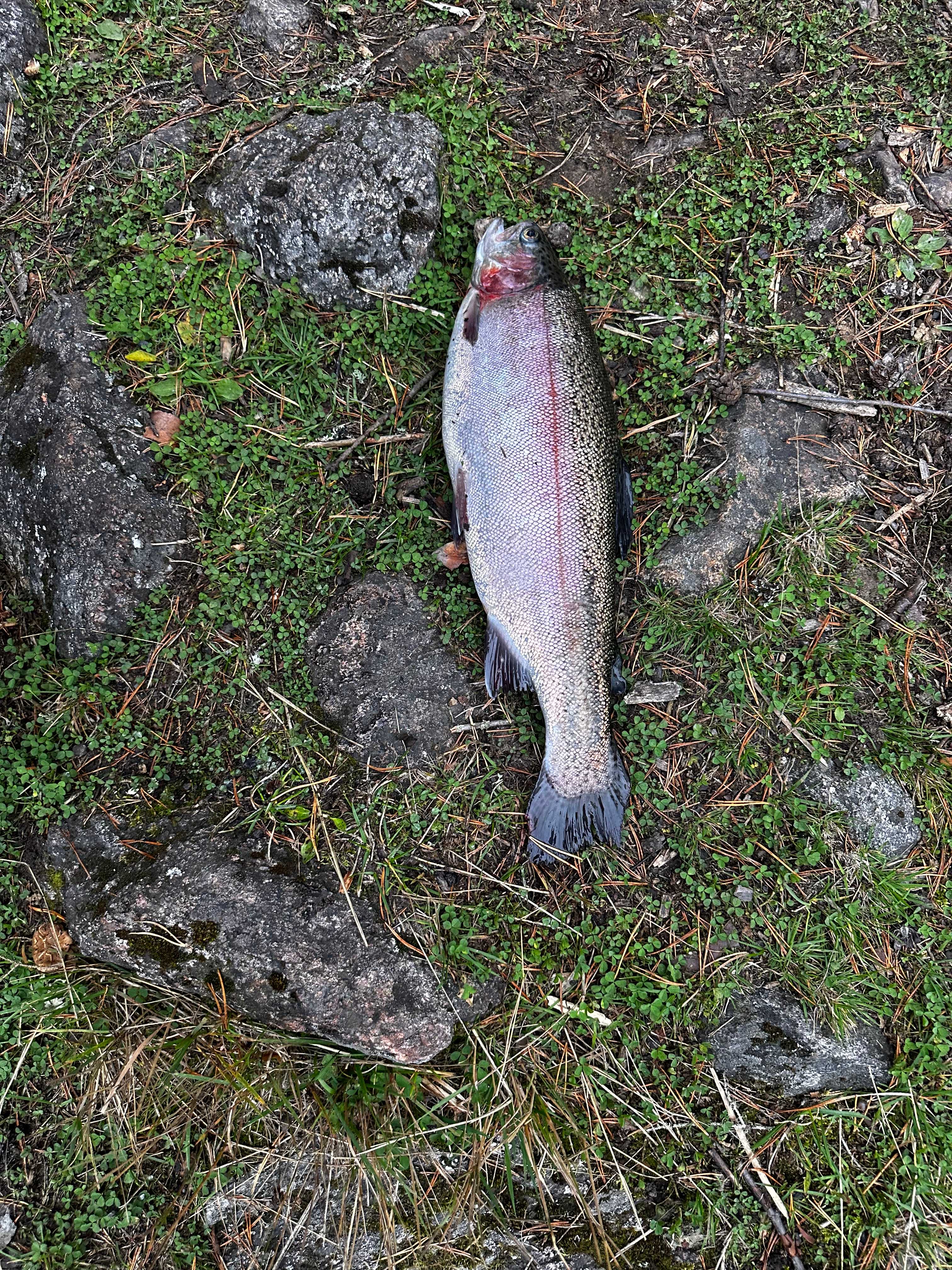 Image of catch
