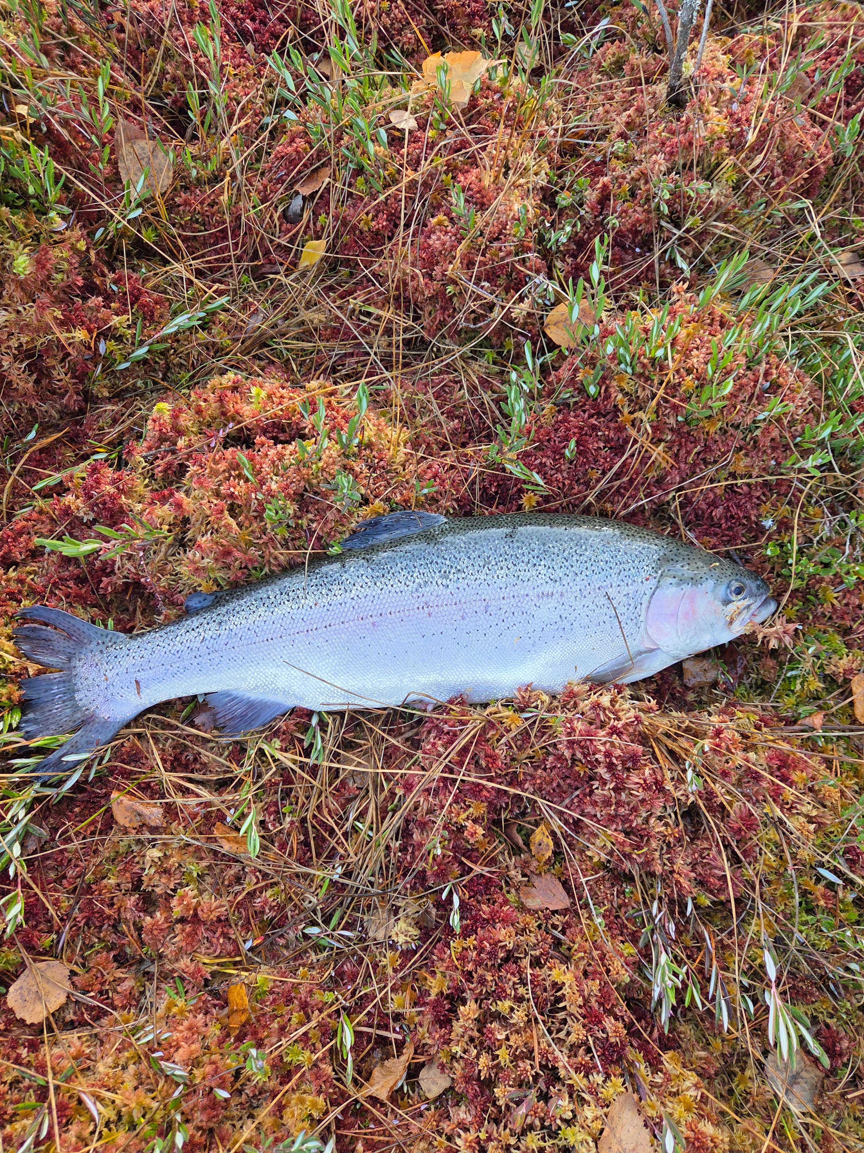 Fångstrapportbild