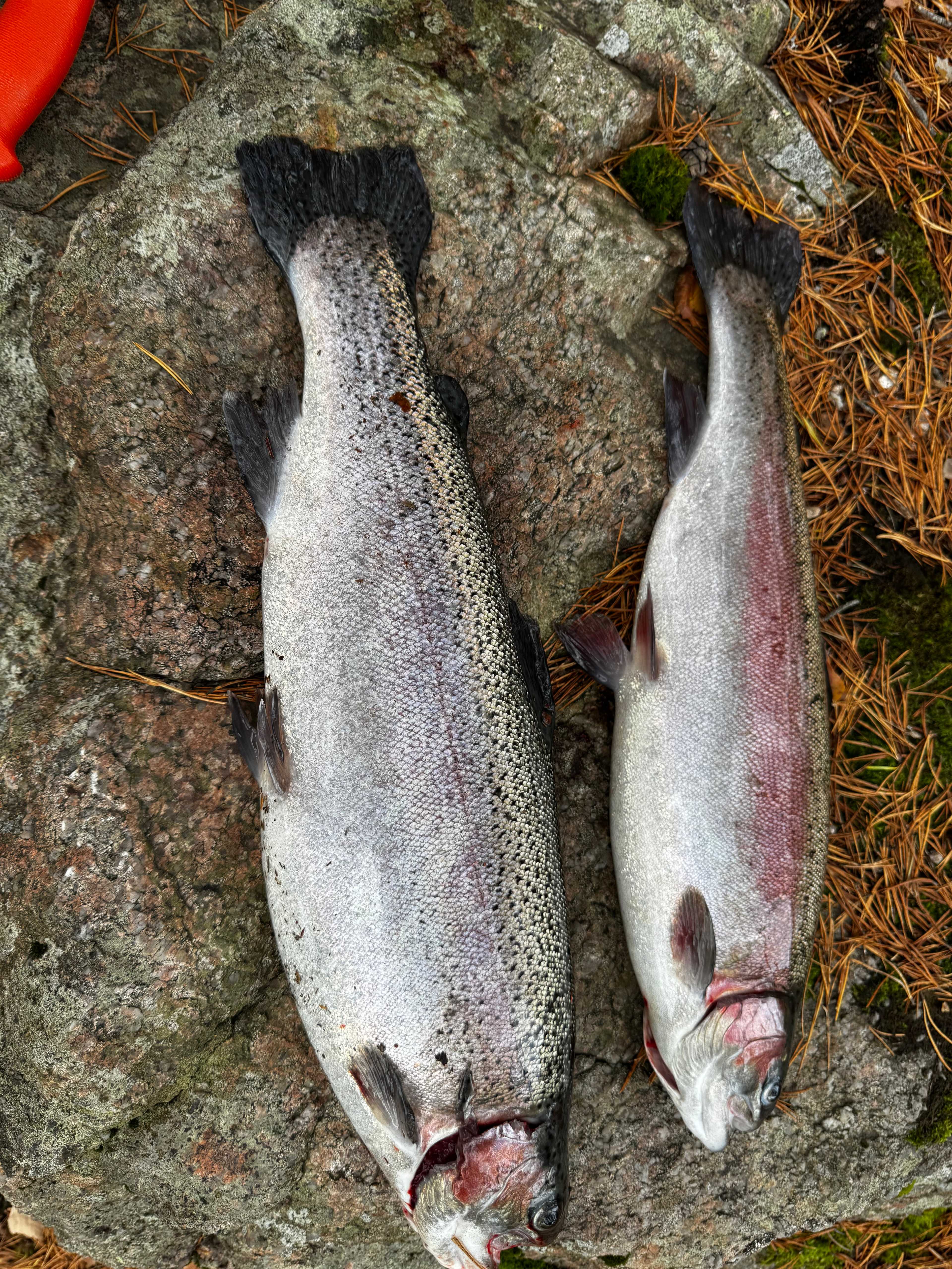 Fångstrapportbild