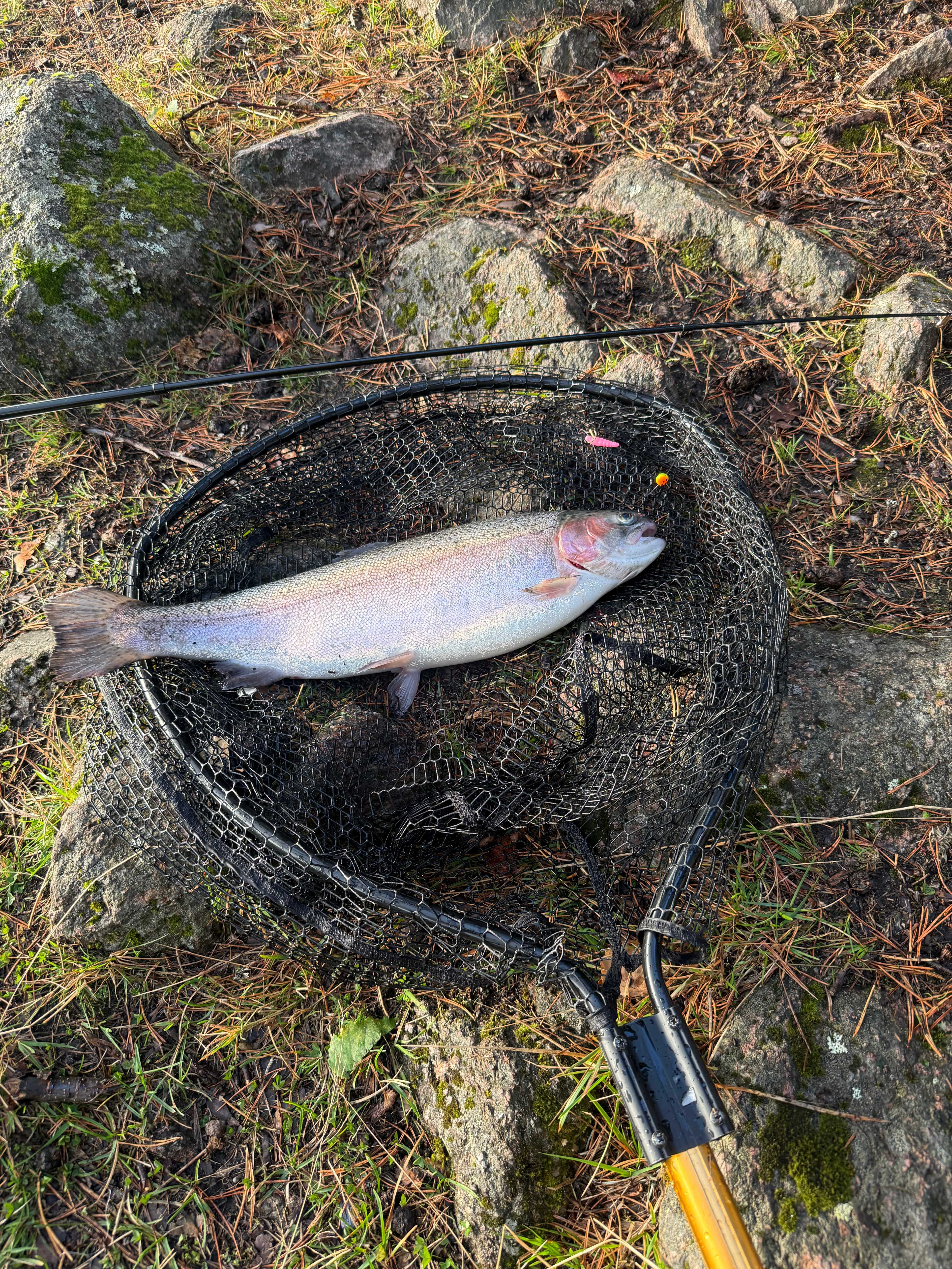 Image of catch