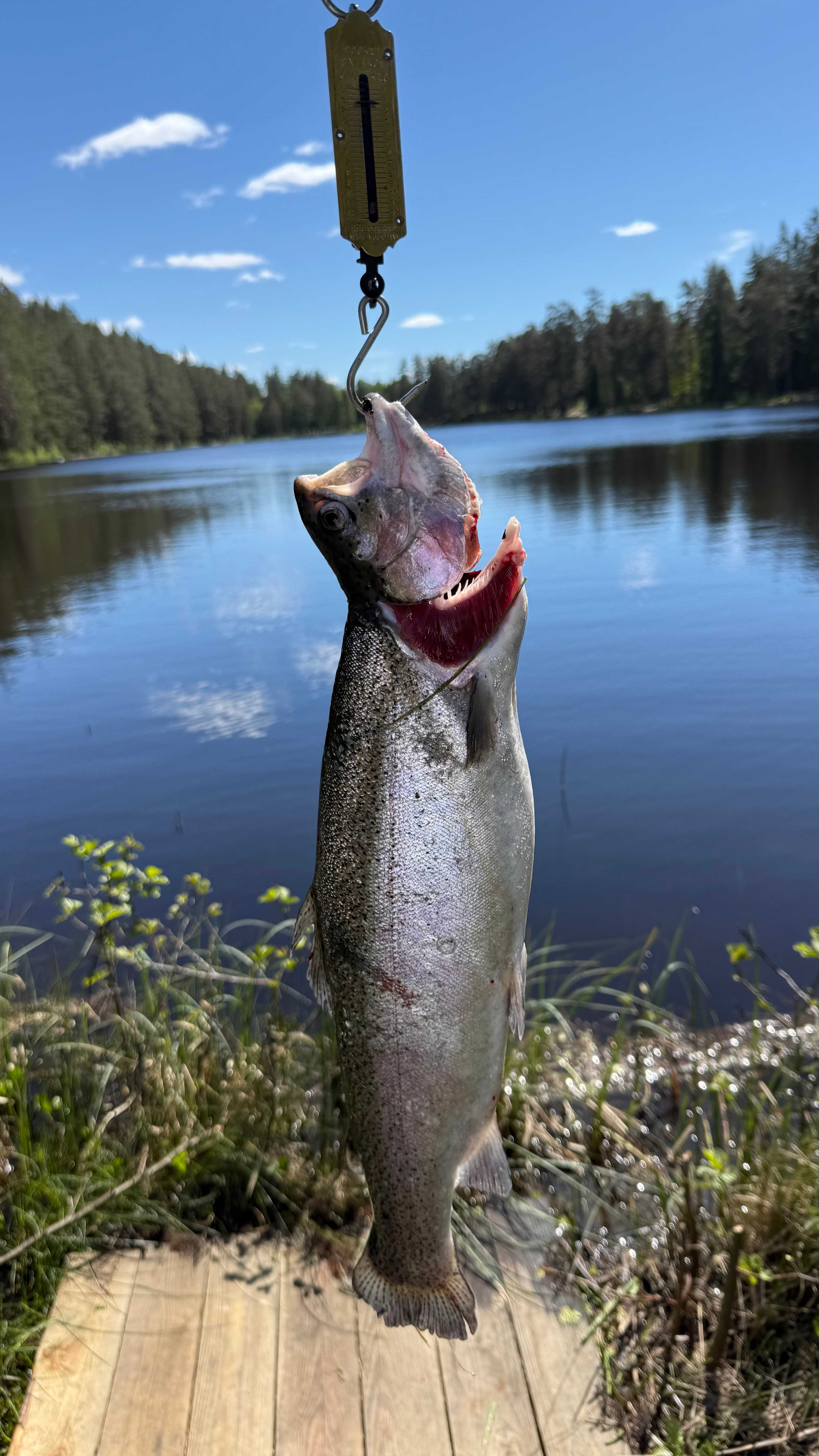 Kuva saaliista