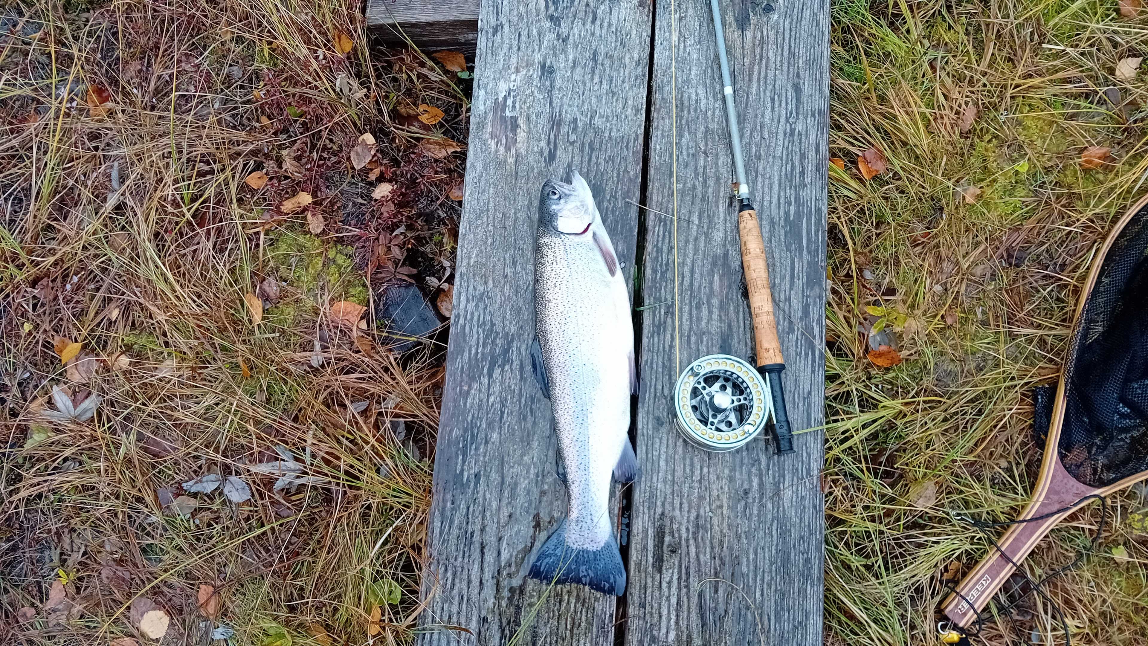 Fångstrapportbild