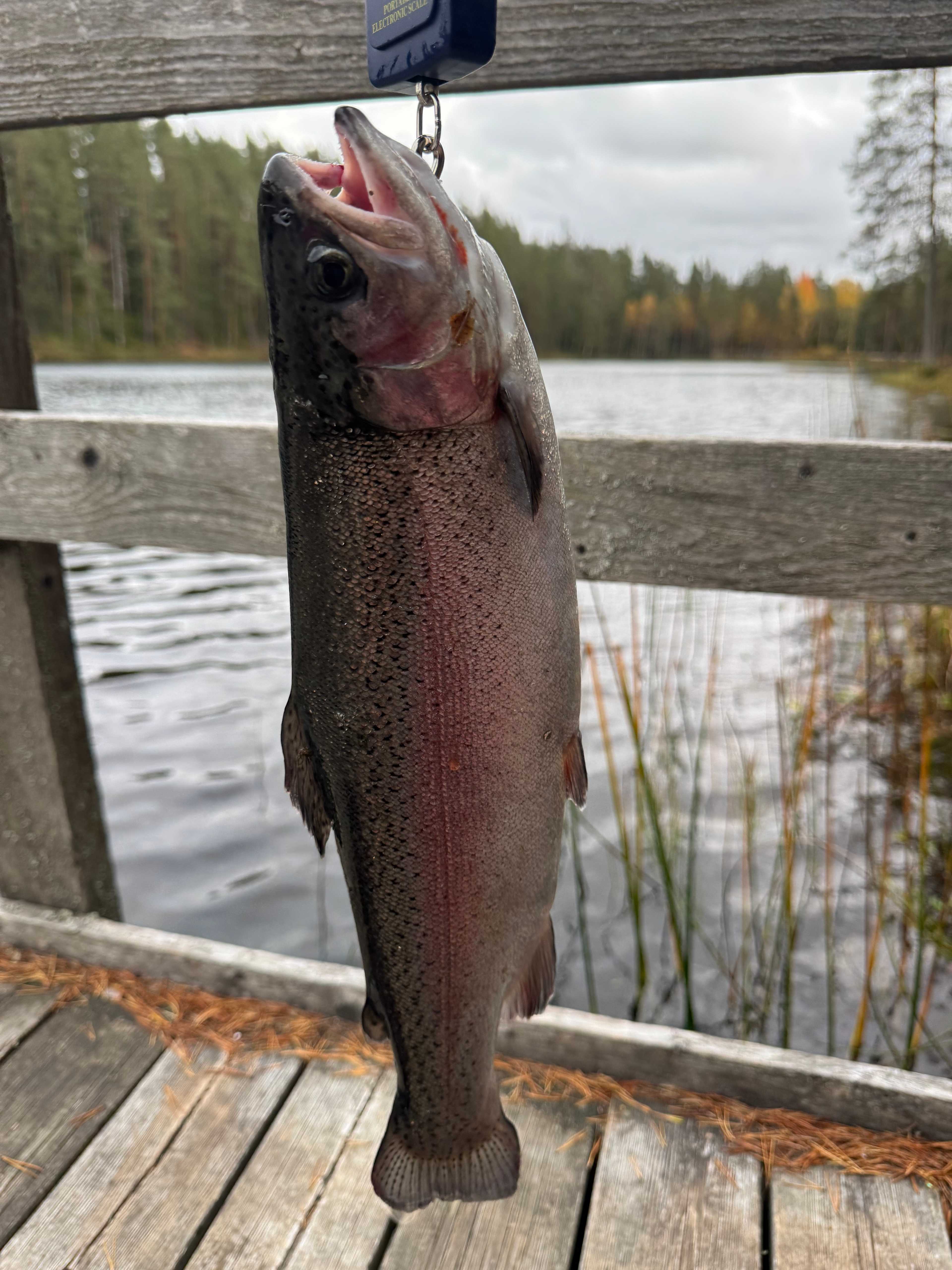 Image of catch