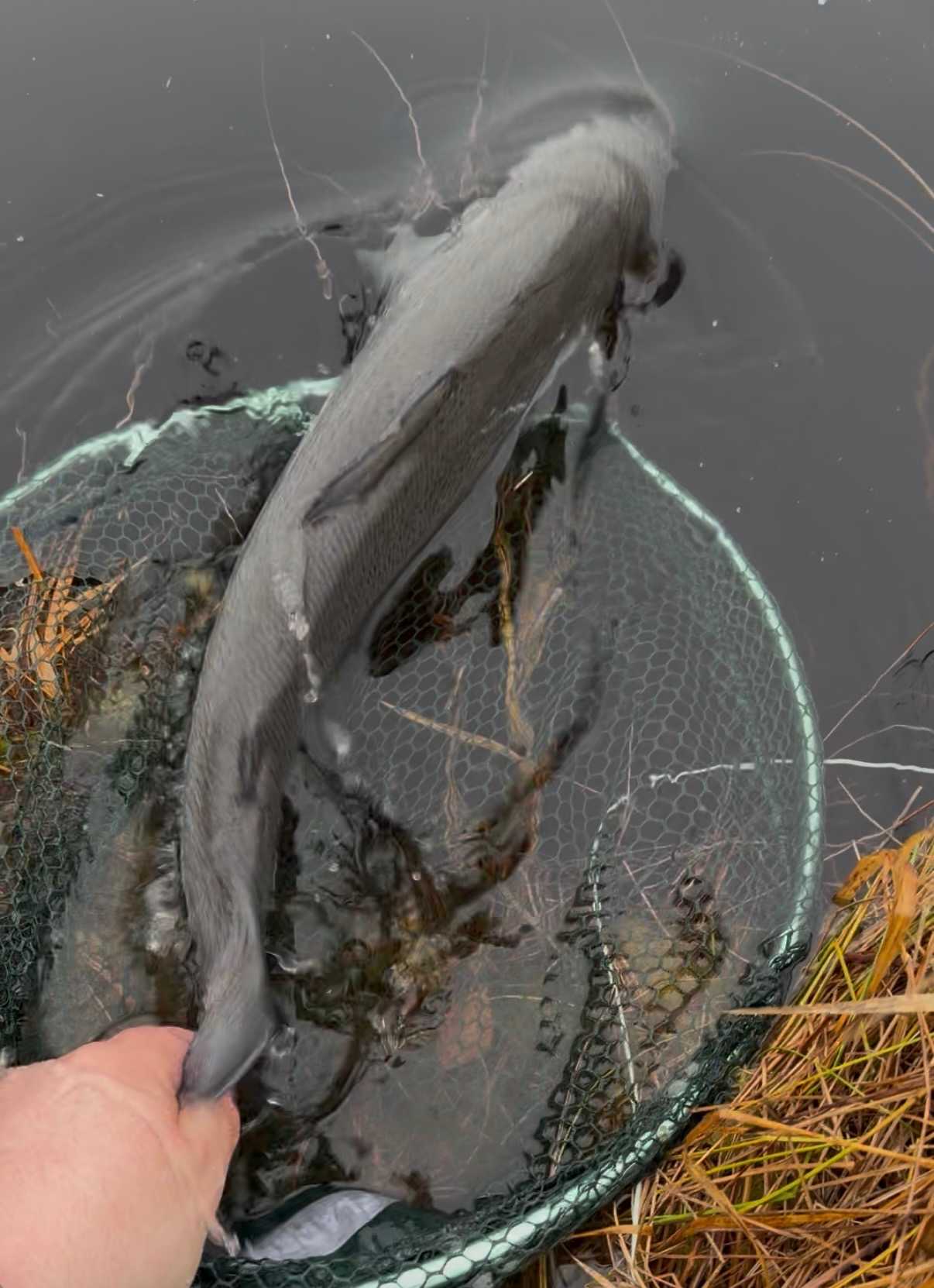Image of catch