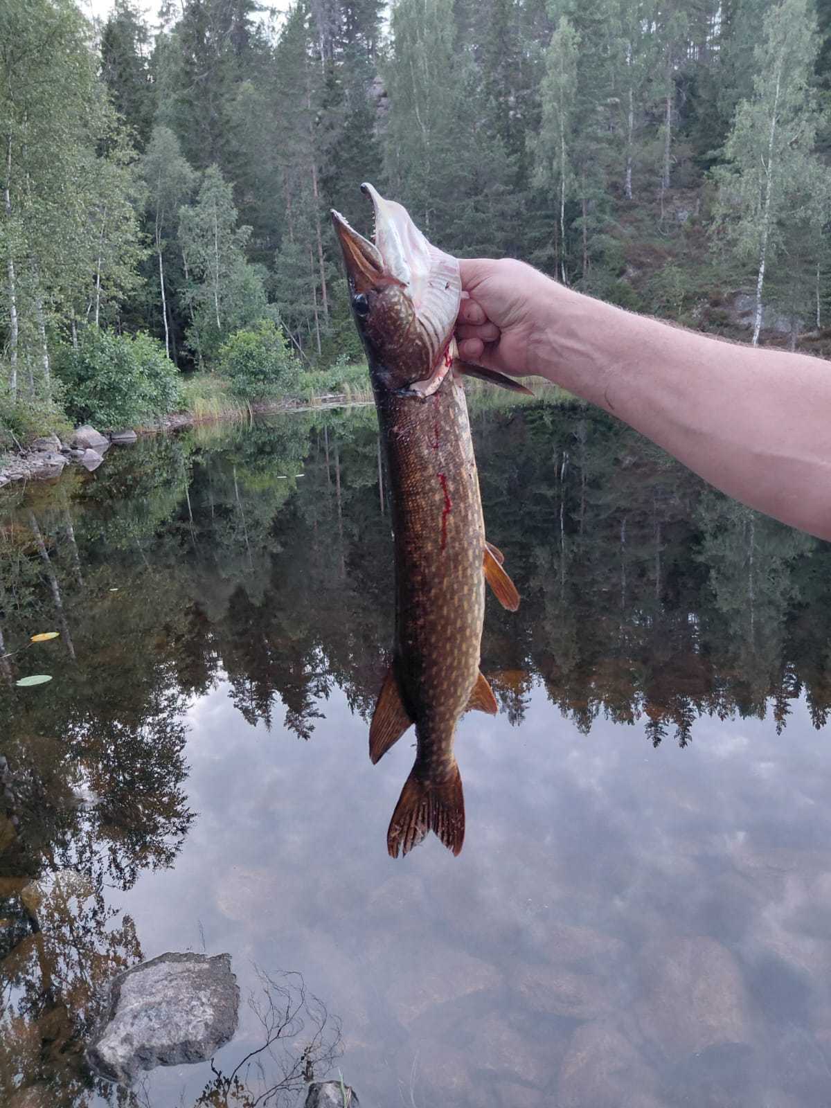 Kuva saaliista