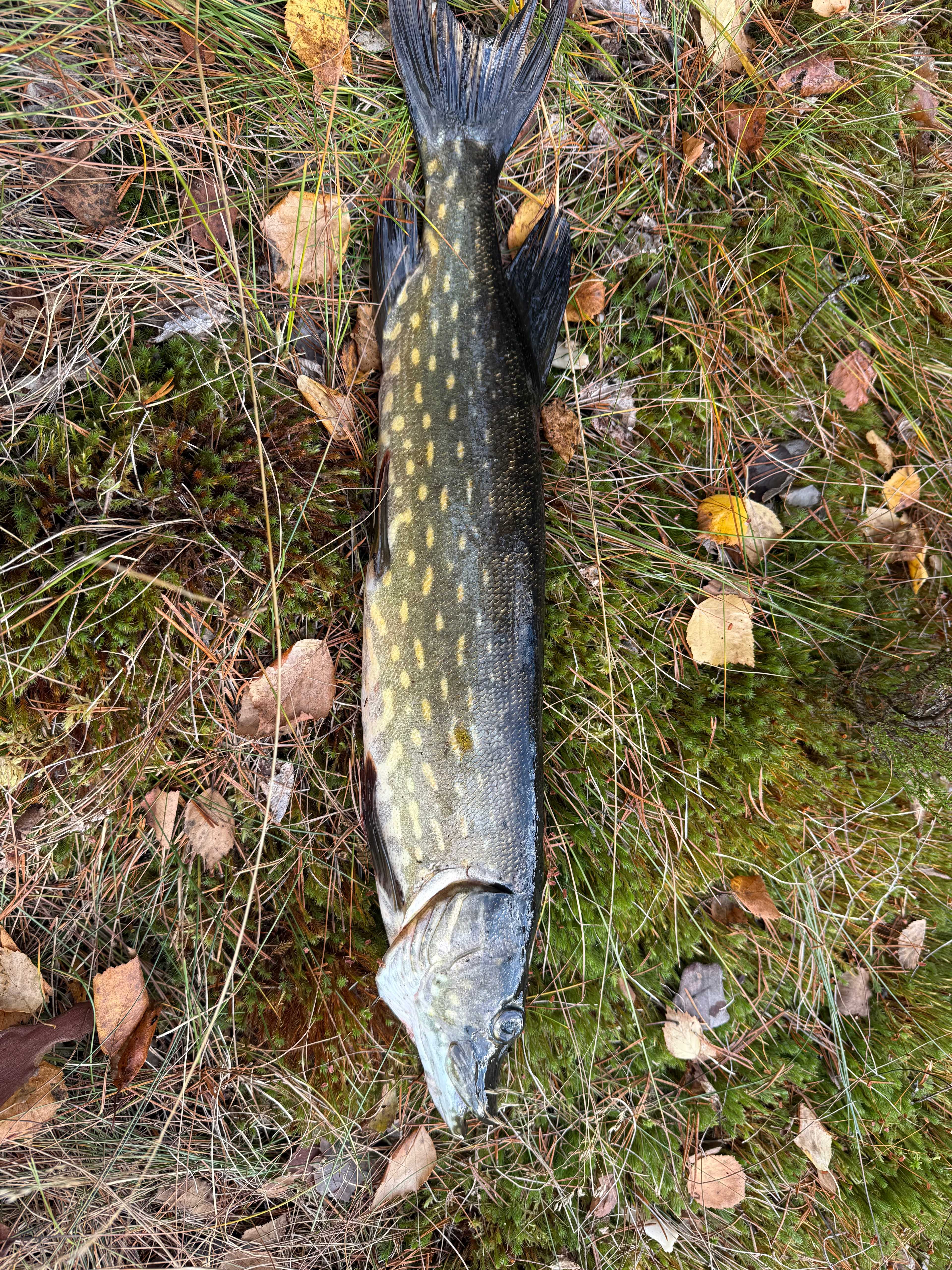 Image of catch
