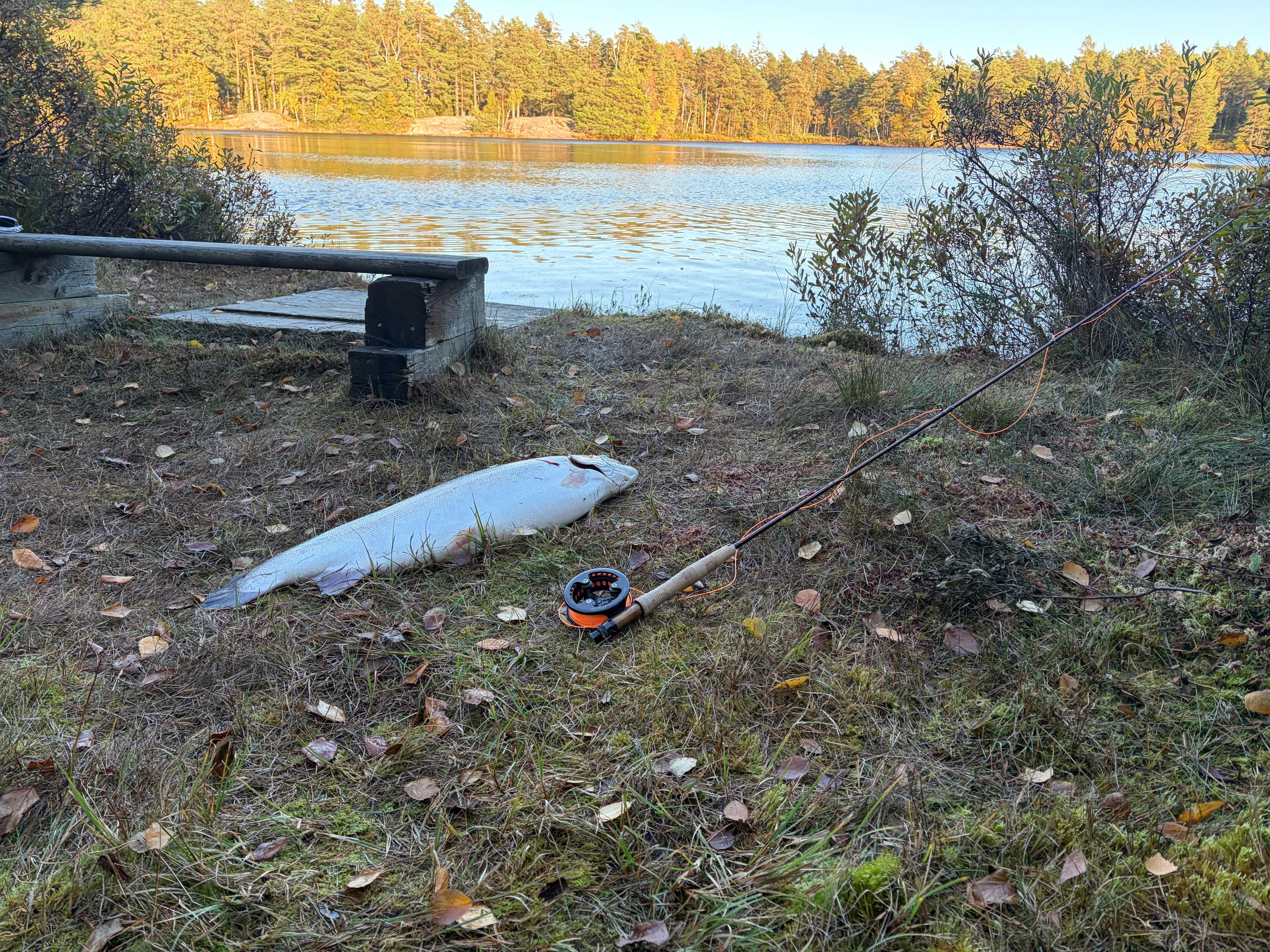 Fångstrapportbild