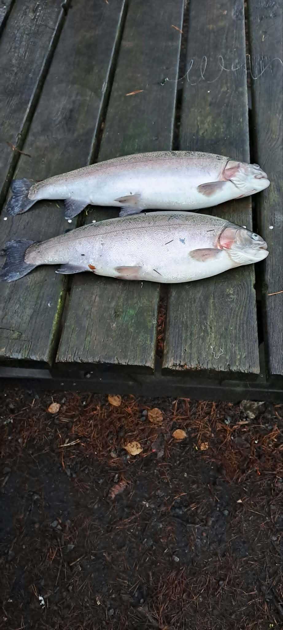 Fångstrapportbild