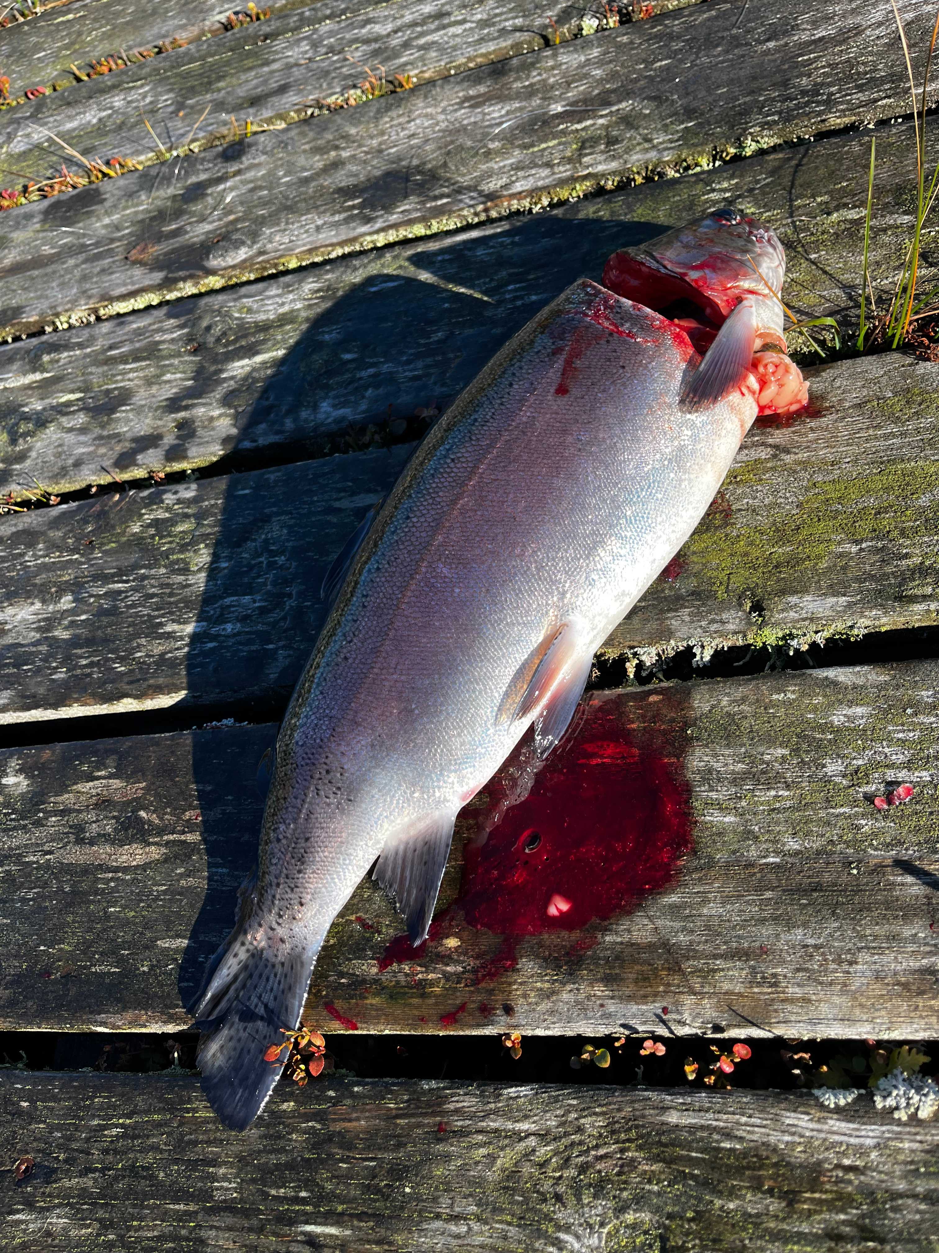 Image of catch