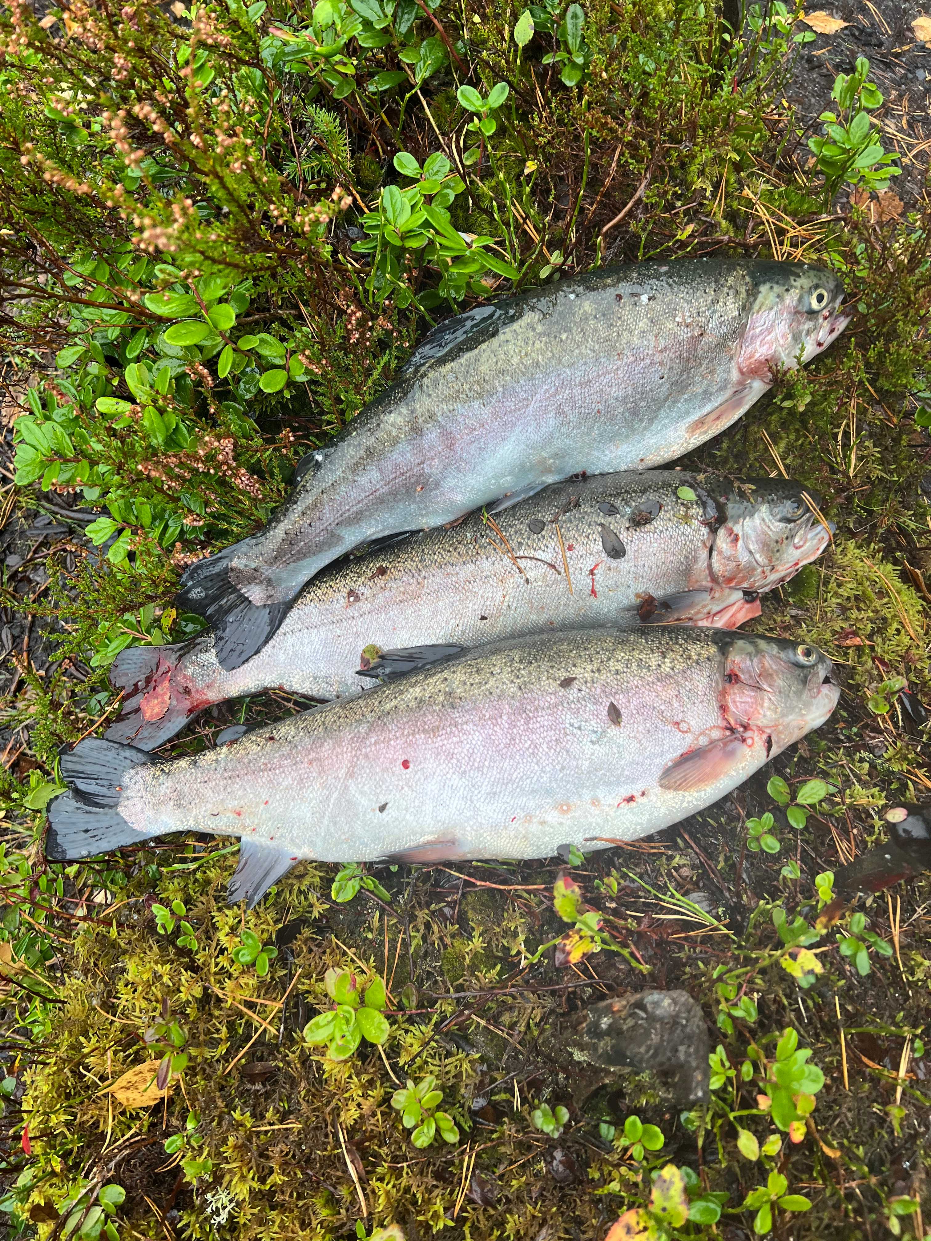 Fångstrapportbild