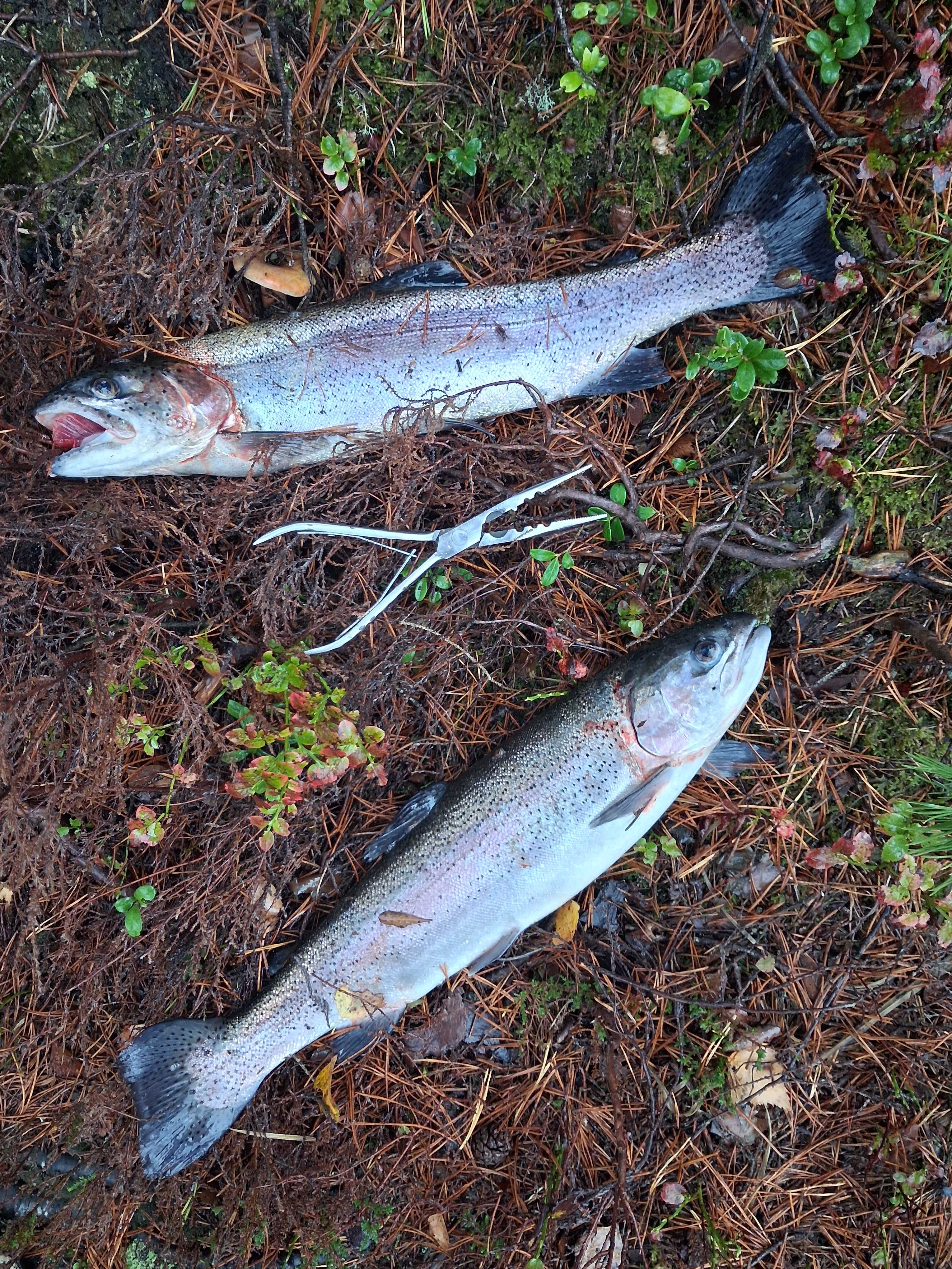 Fångstrapportbild
