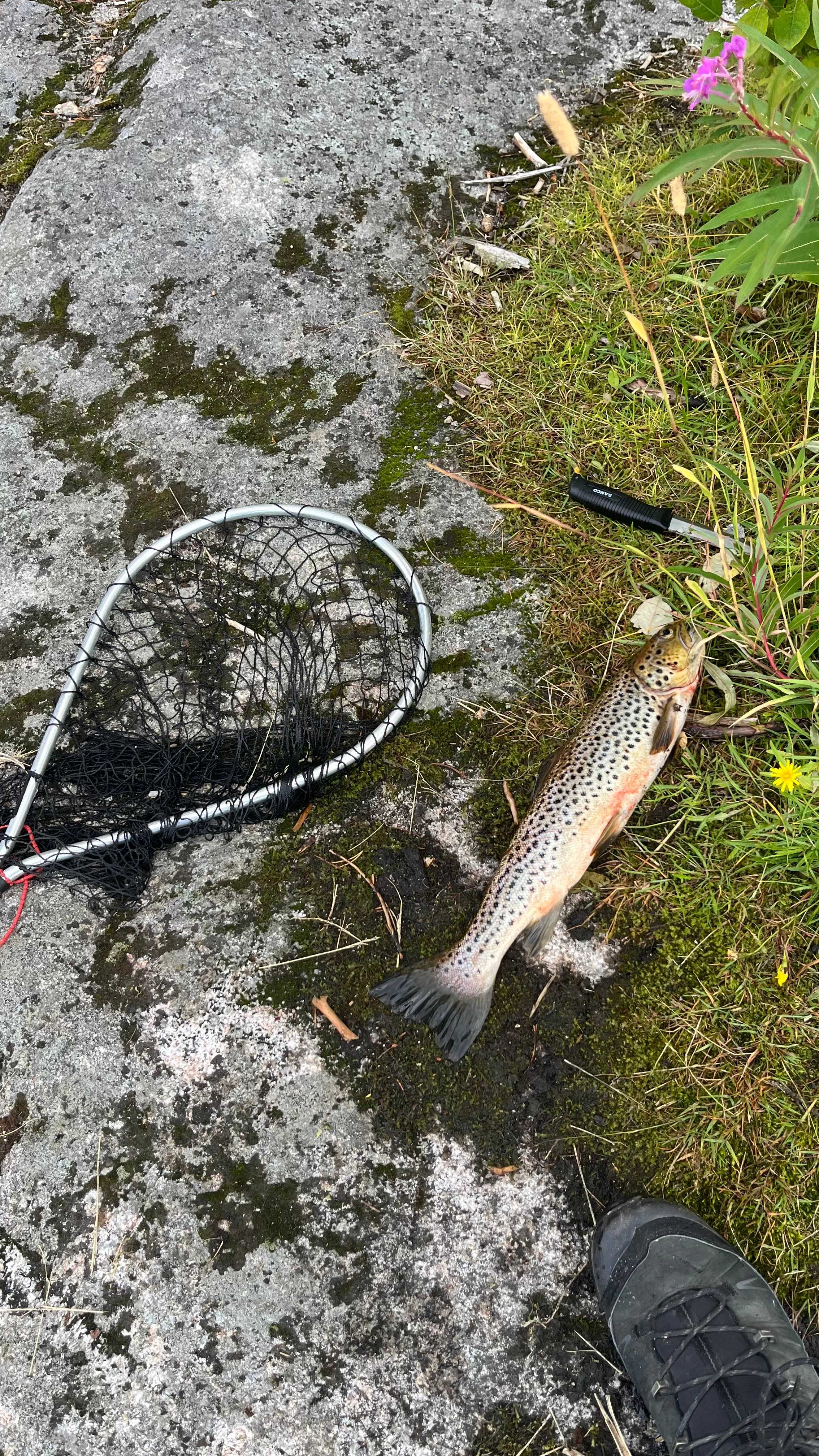 Kuva saaliista