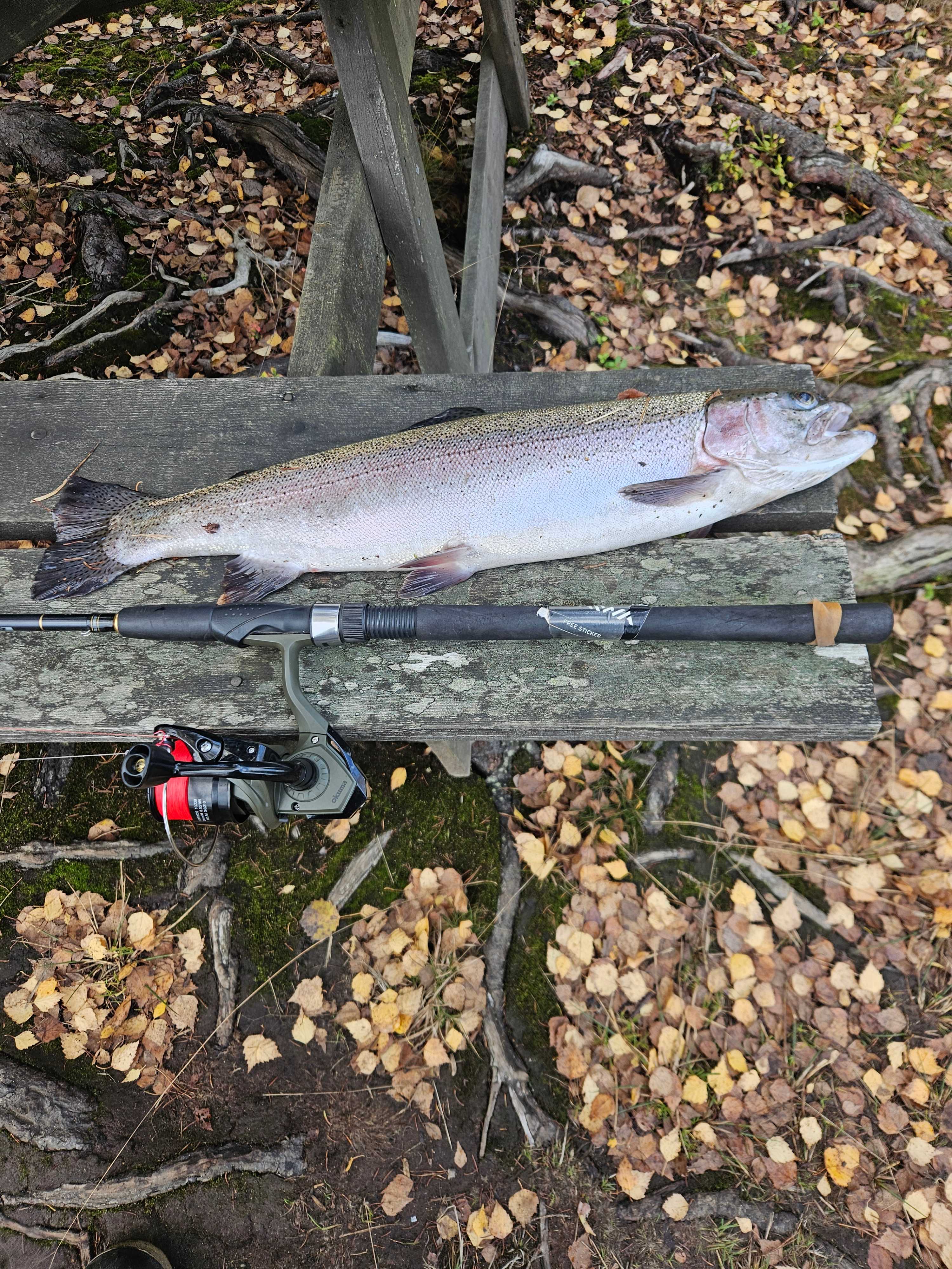 Fångstrapportbild
