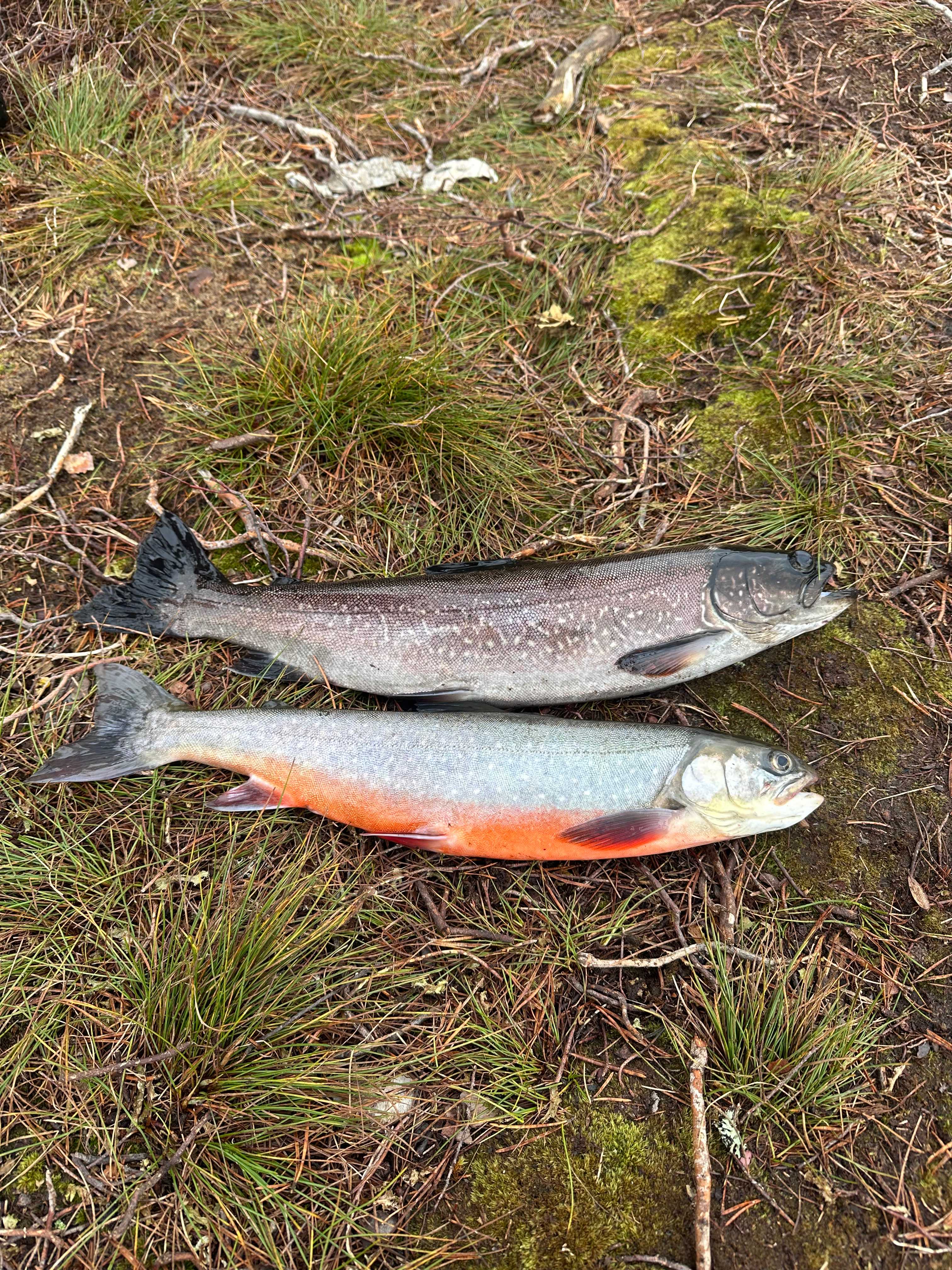 Fångstrapportbild