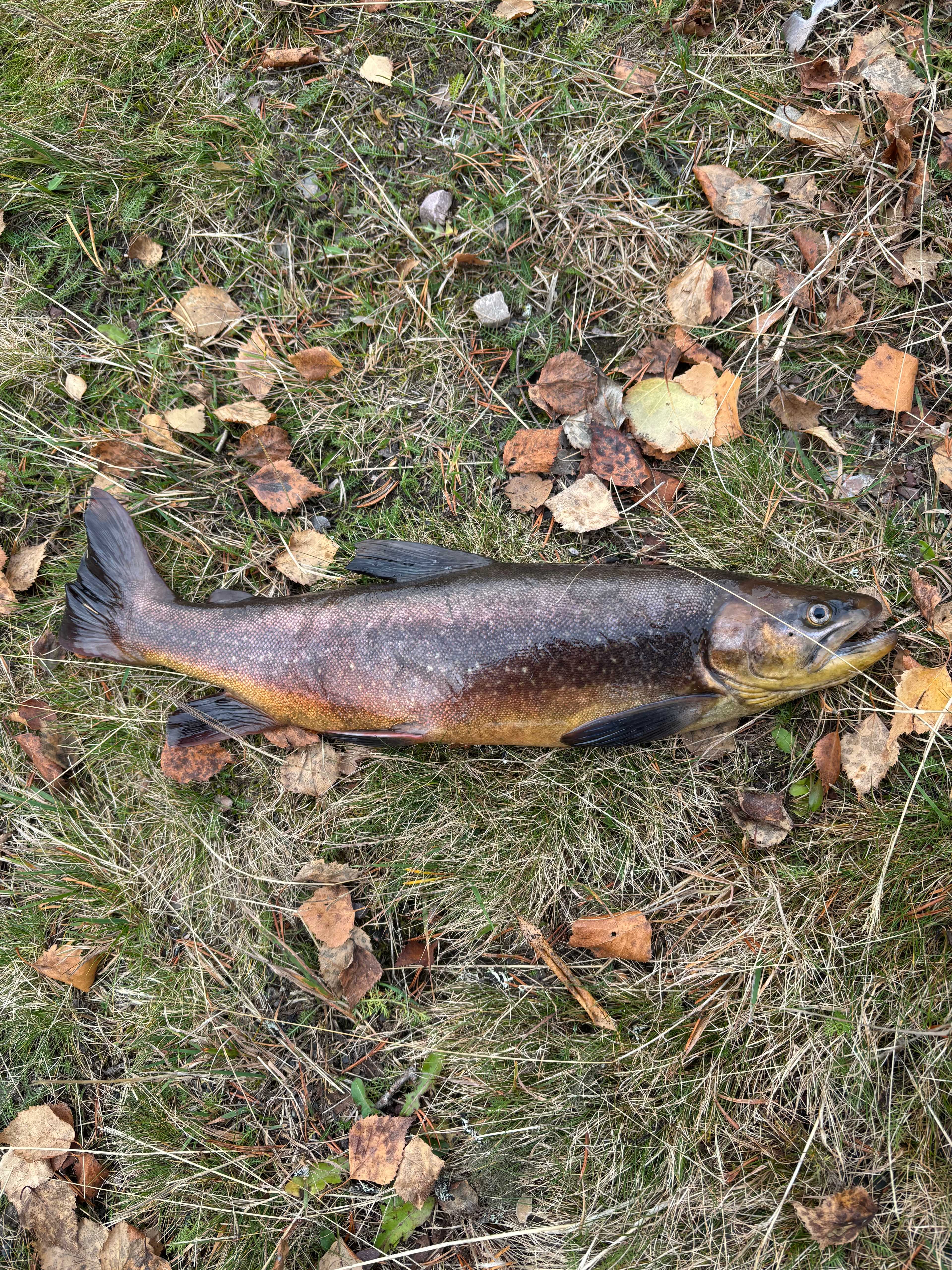 Fångstrapportbild