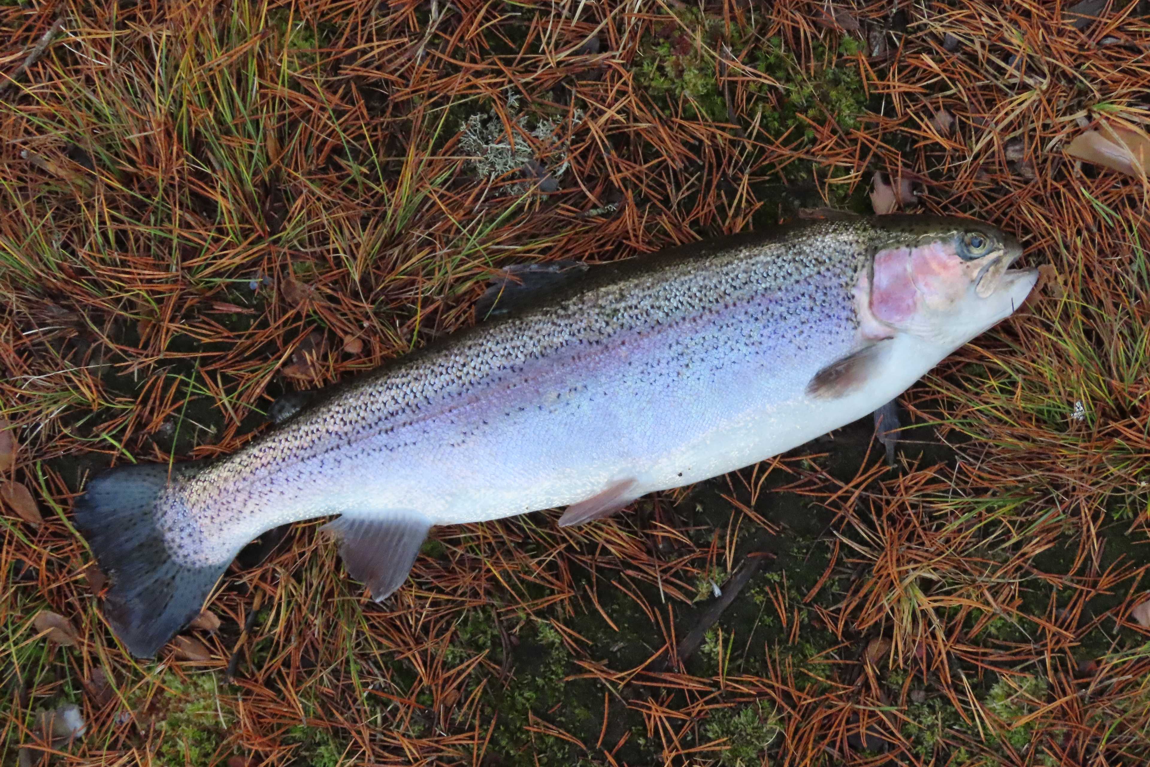Fångstrapportbild