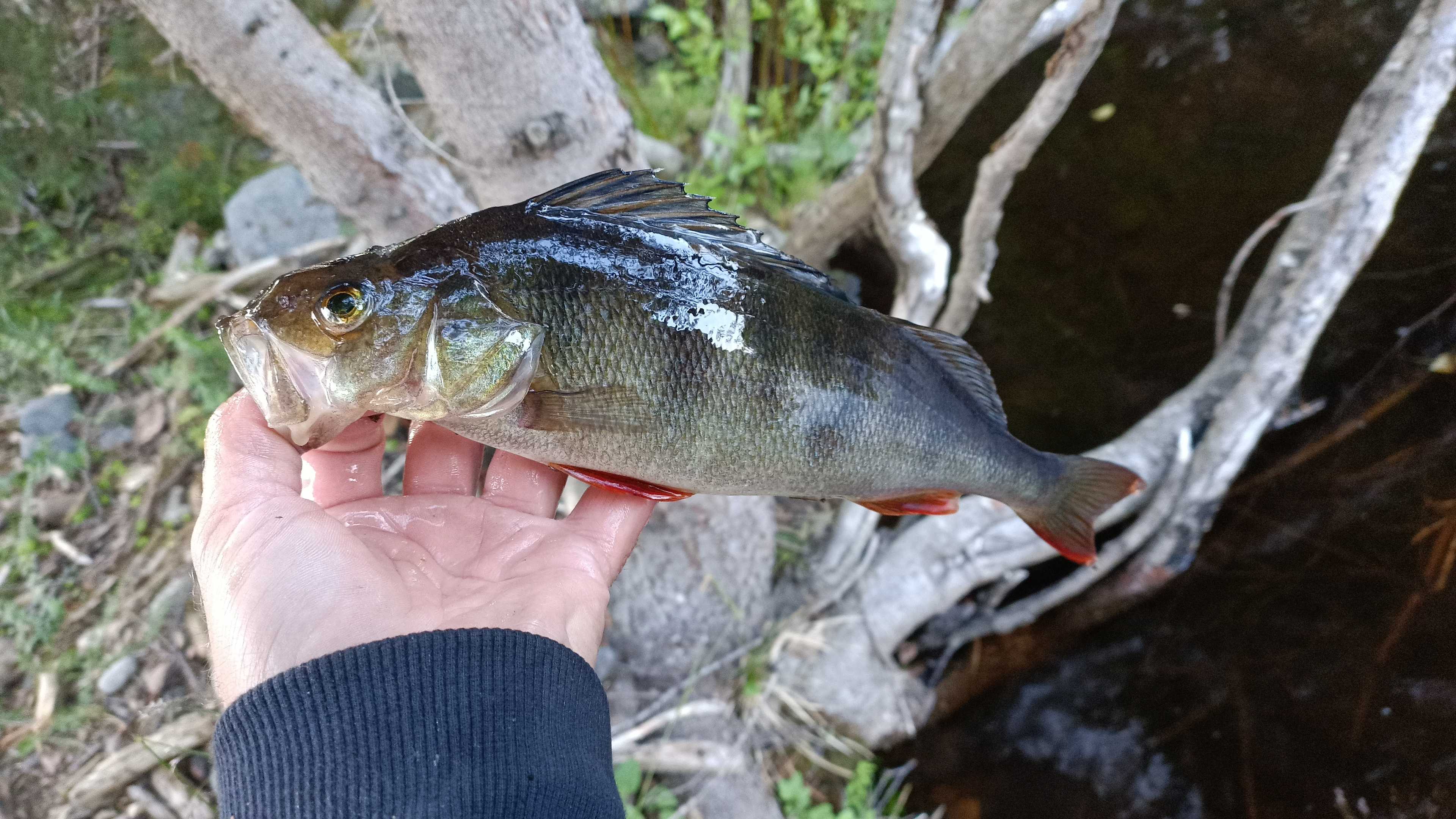 Kuva saaliista
