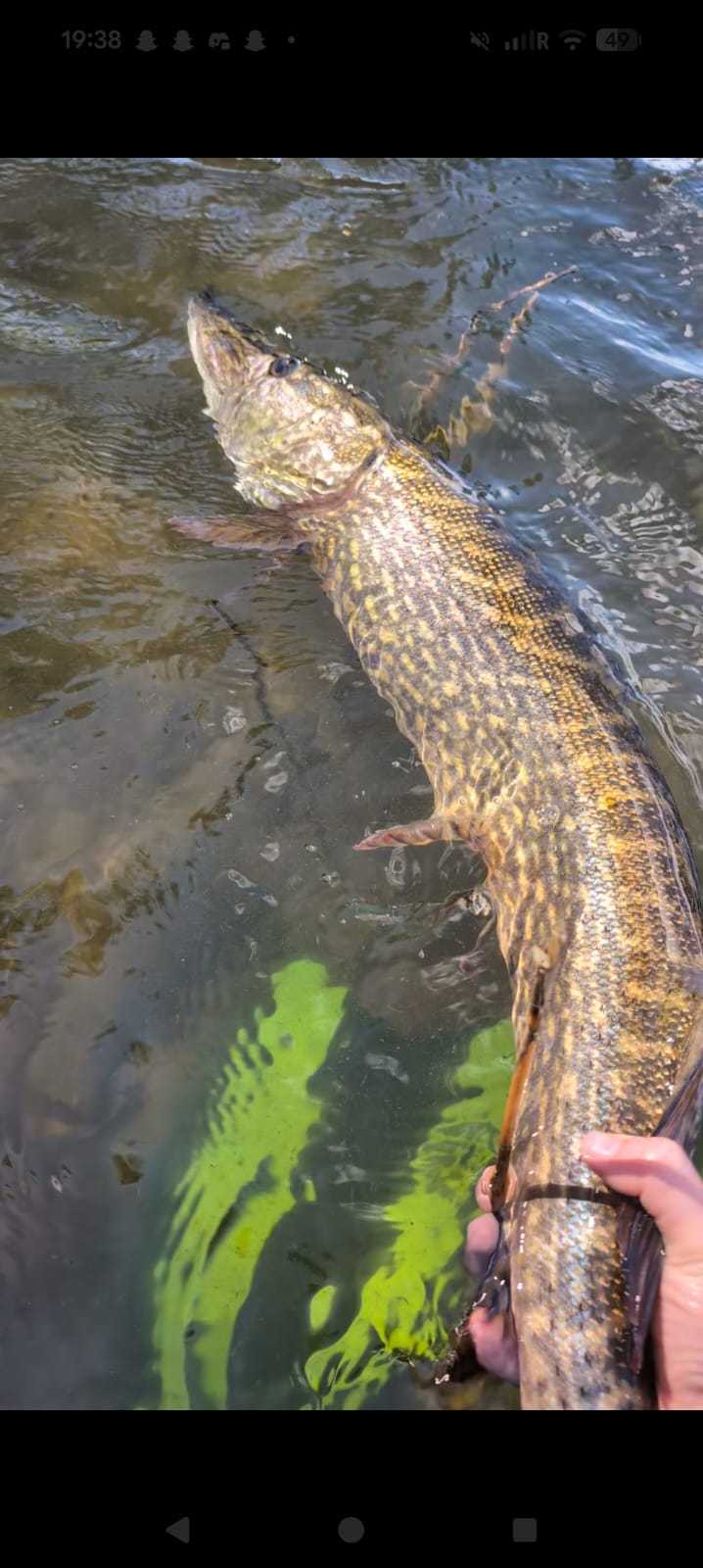 Kuva saaliista