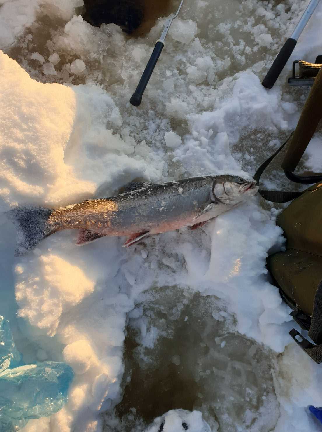 Bild des Fangs