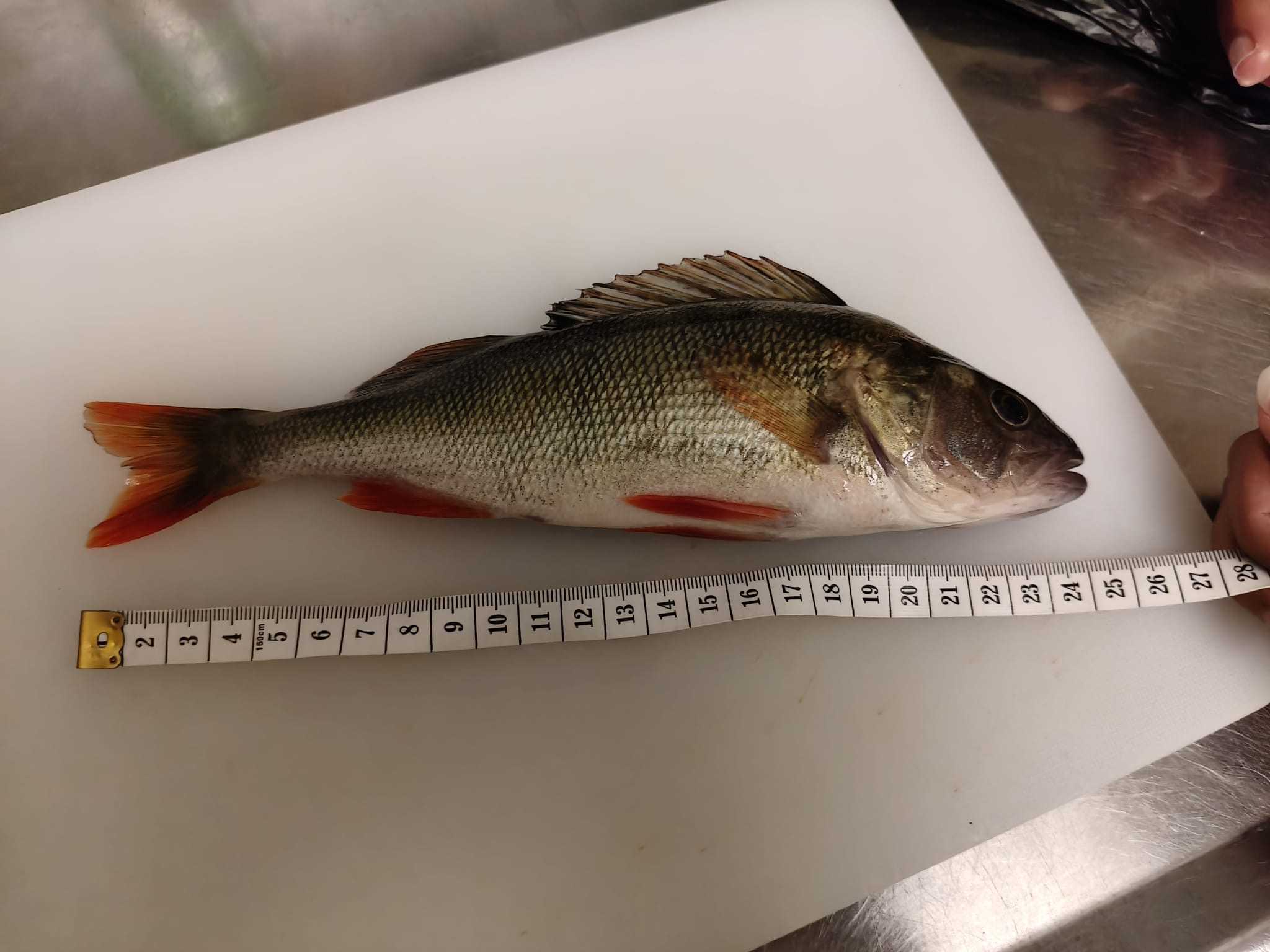 Kuva saaliista