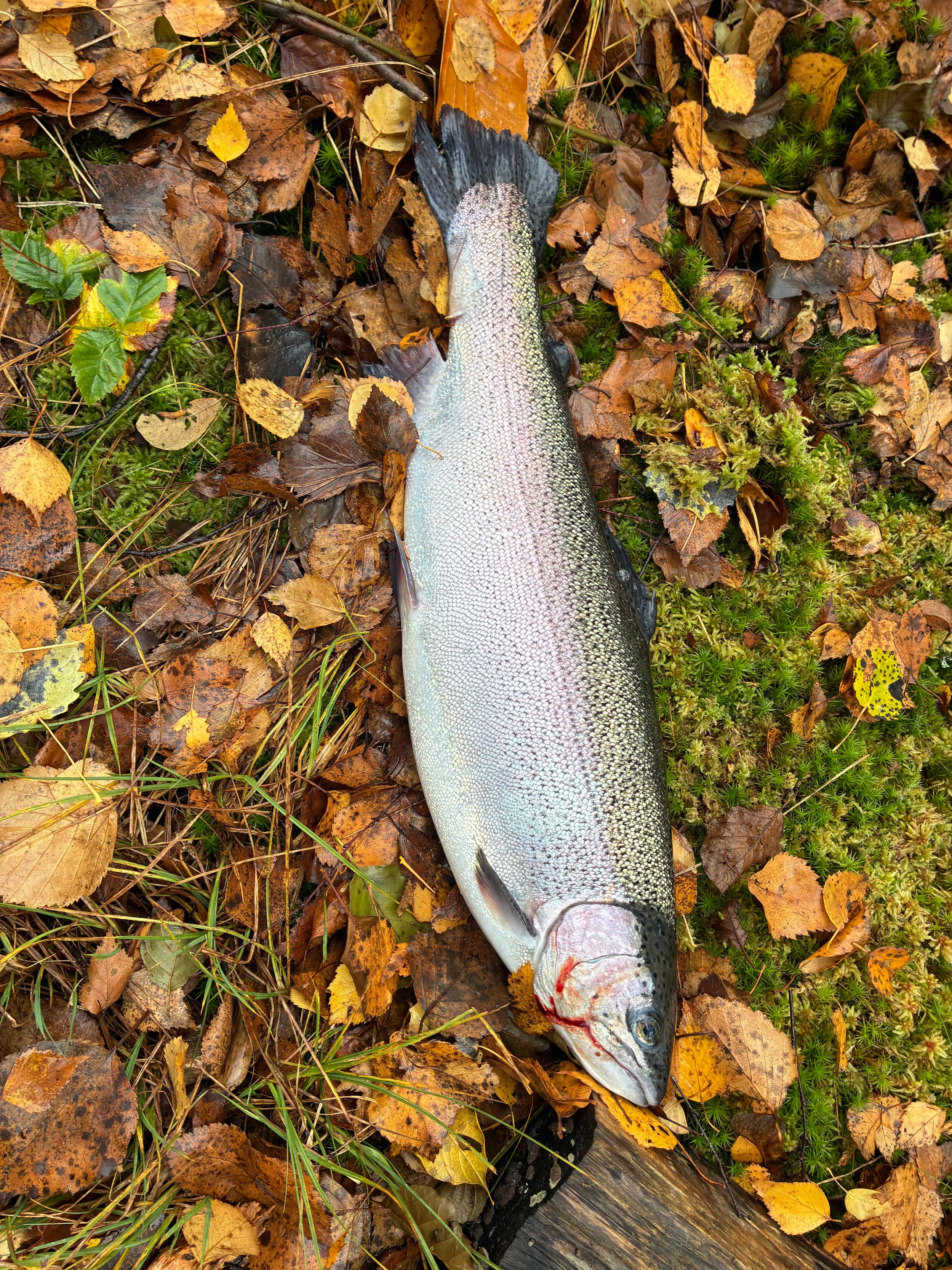 Image of catch