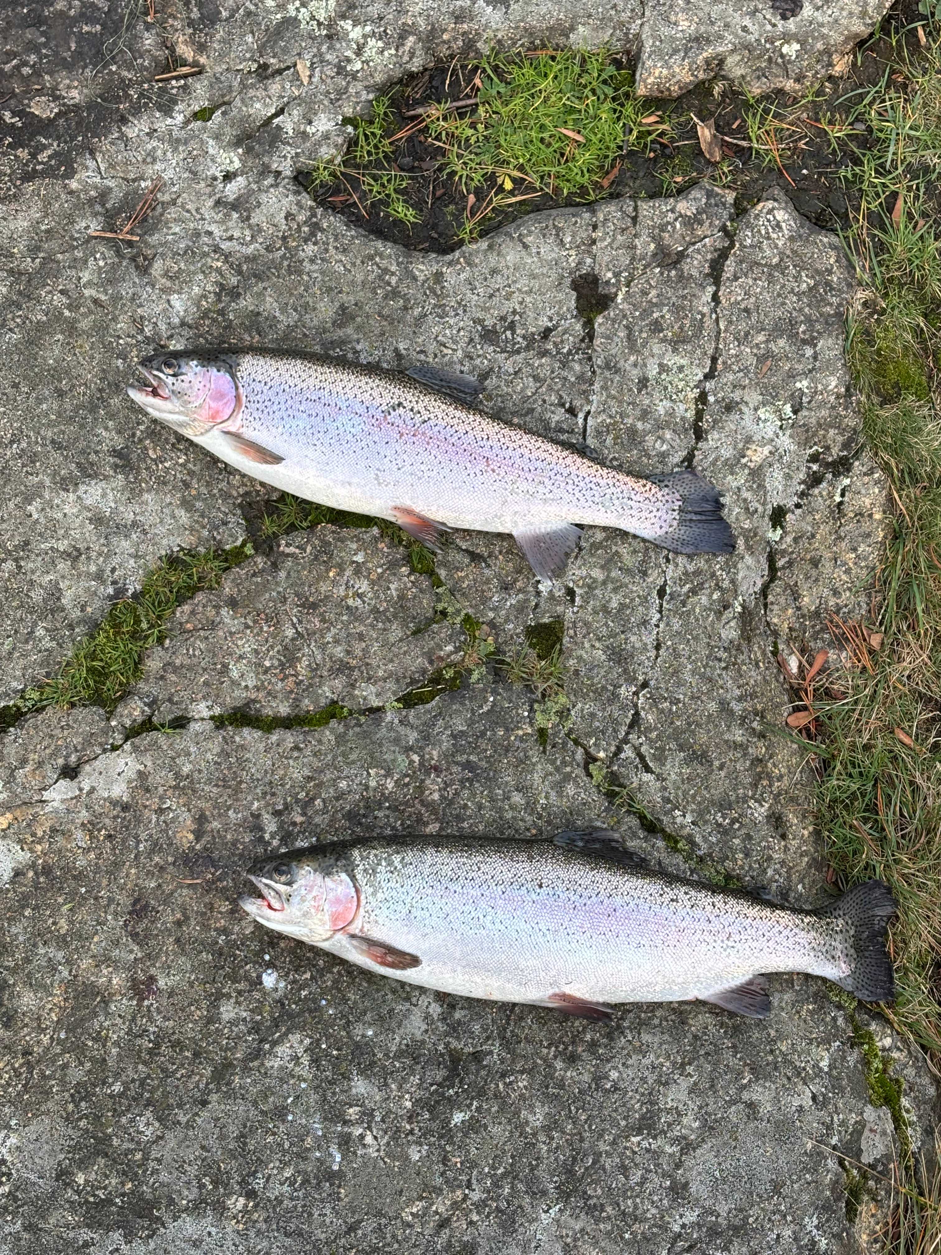 Fångstrapportbild