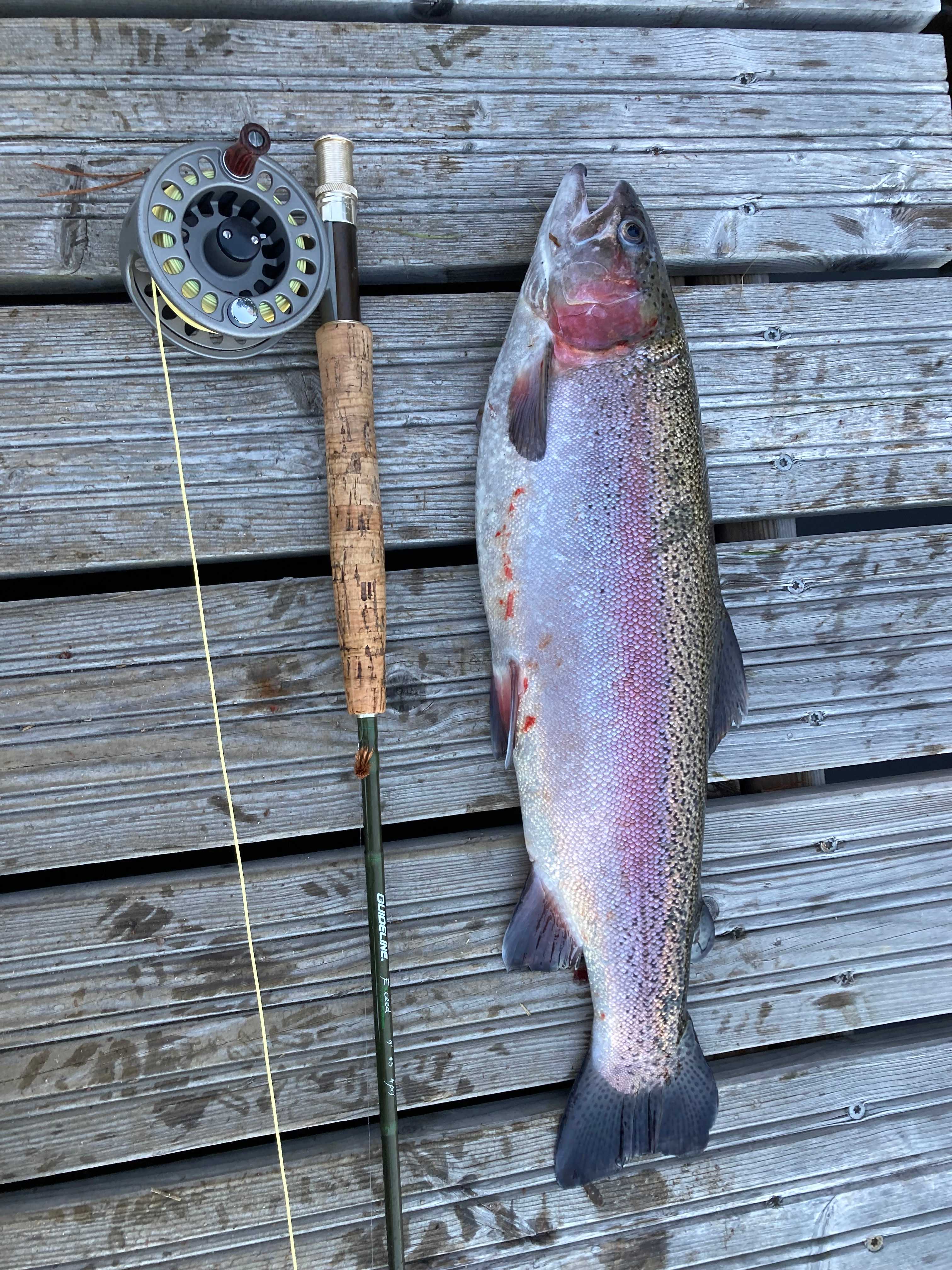 Fångstrapportbild