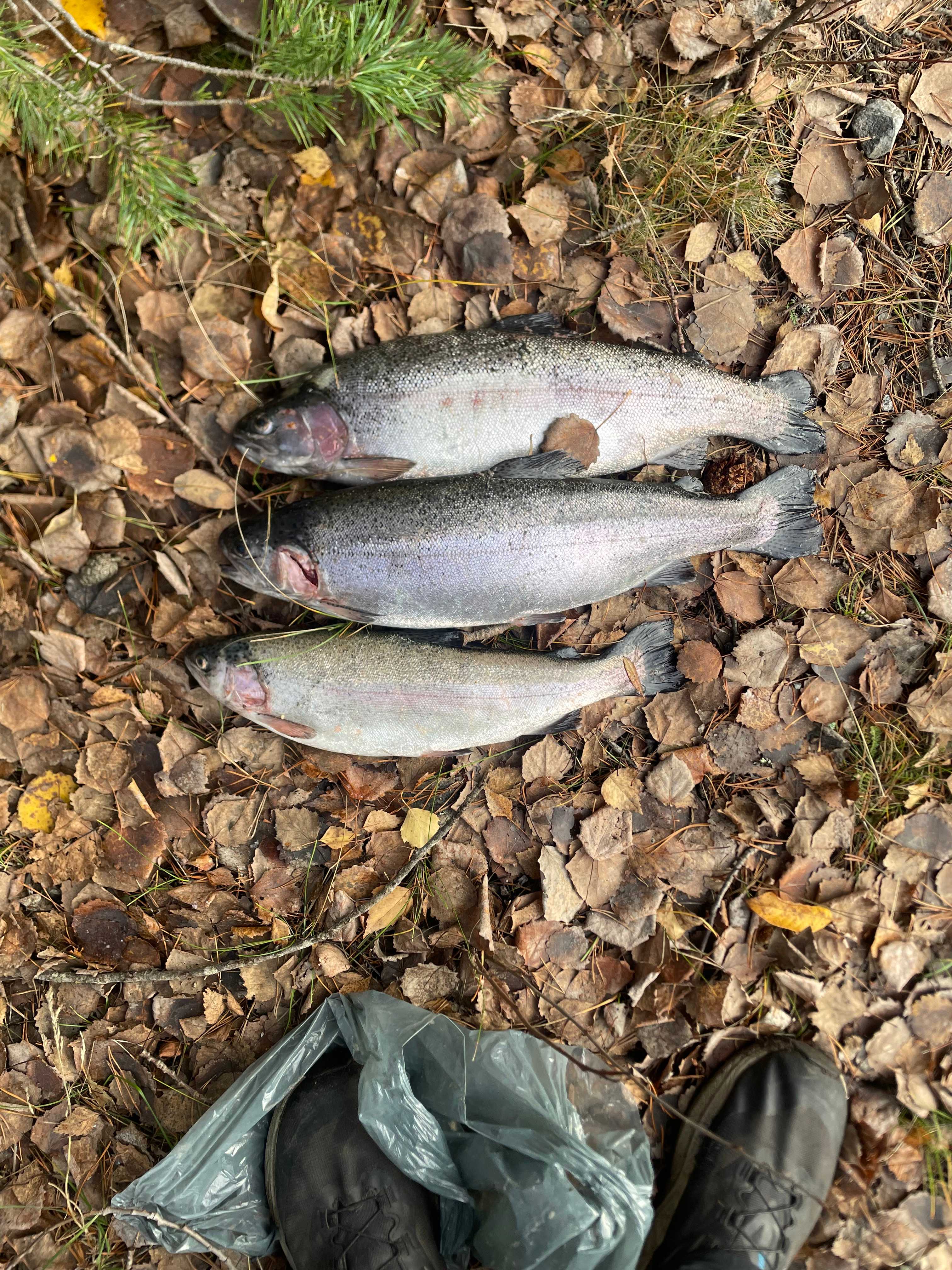 Image of catch