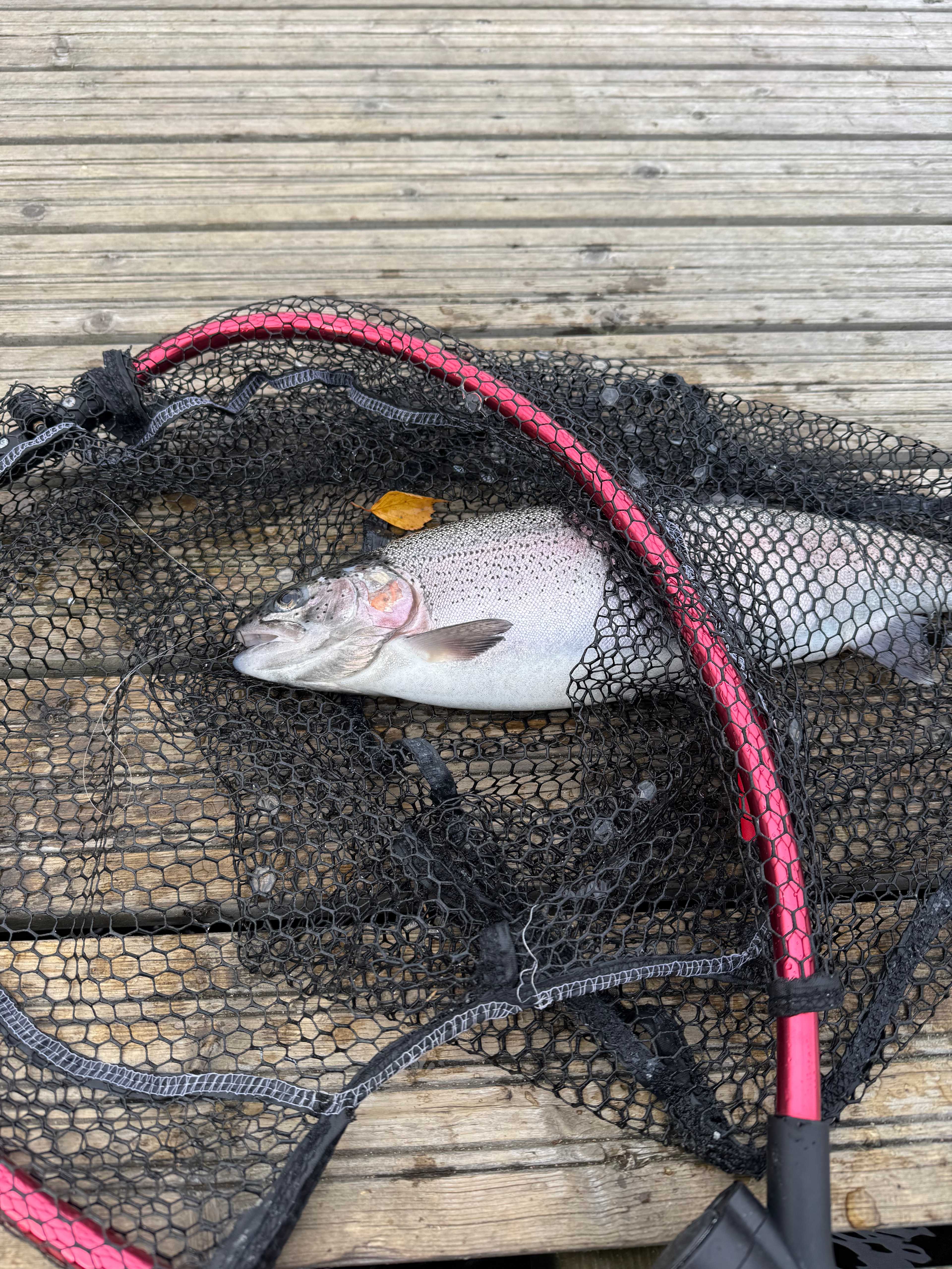 Image of catch