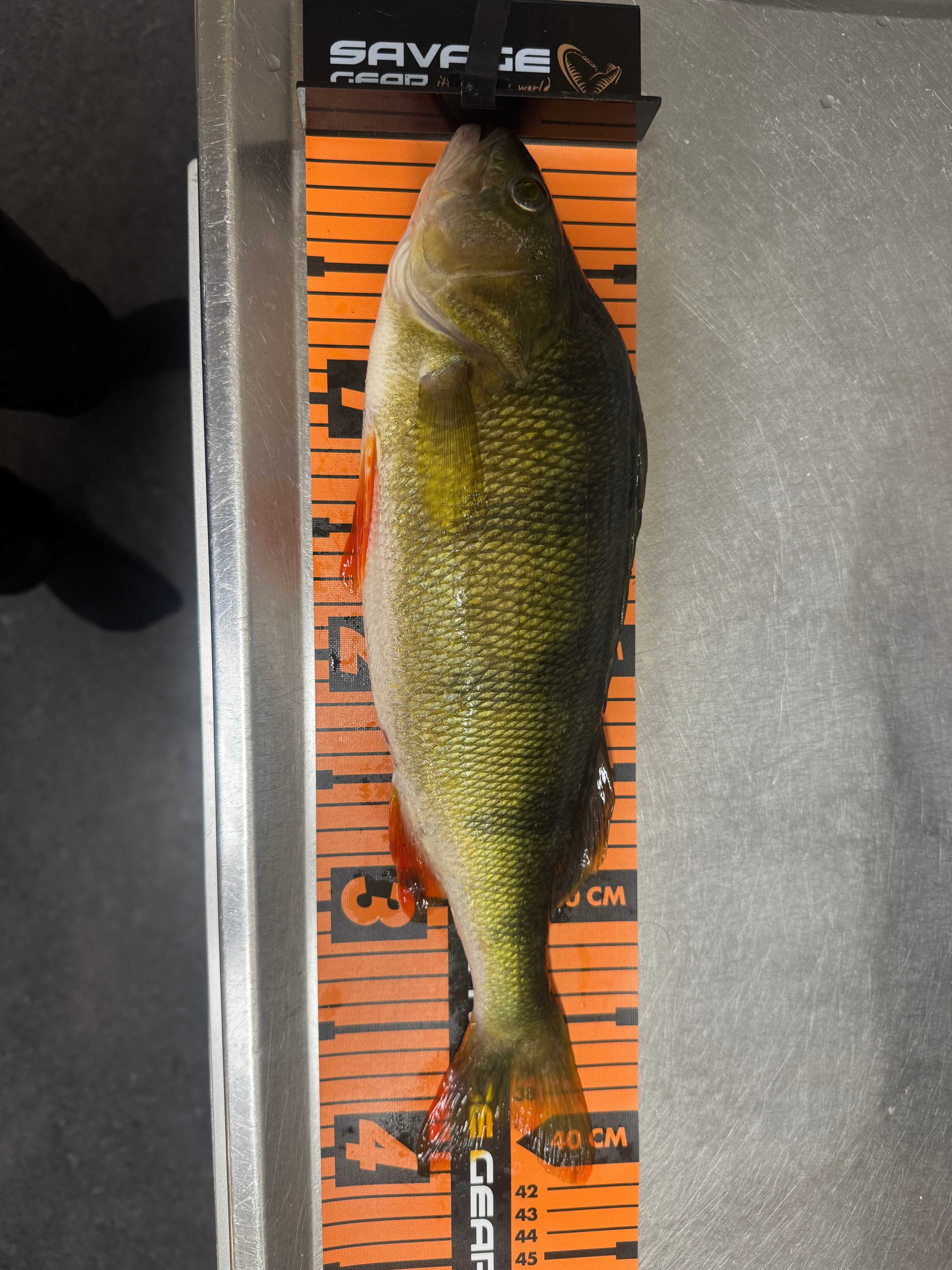 Image of catch