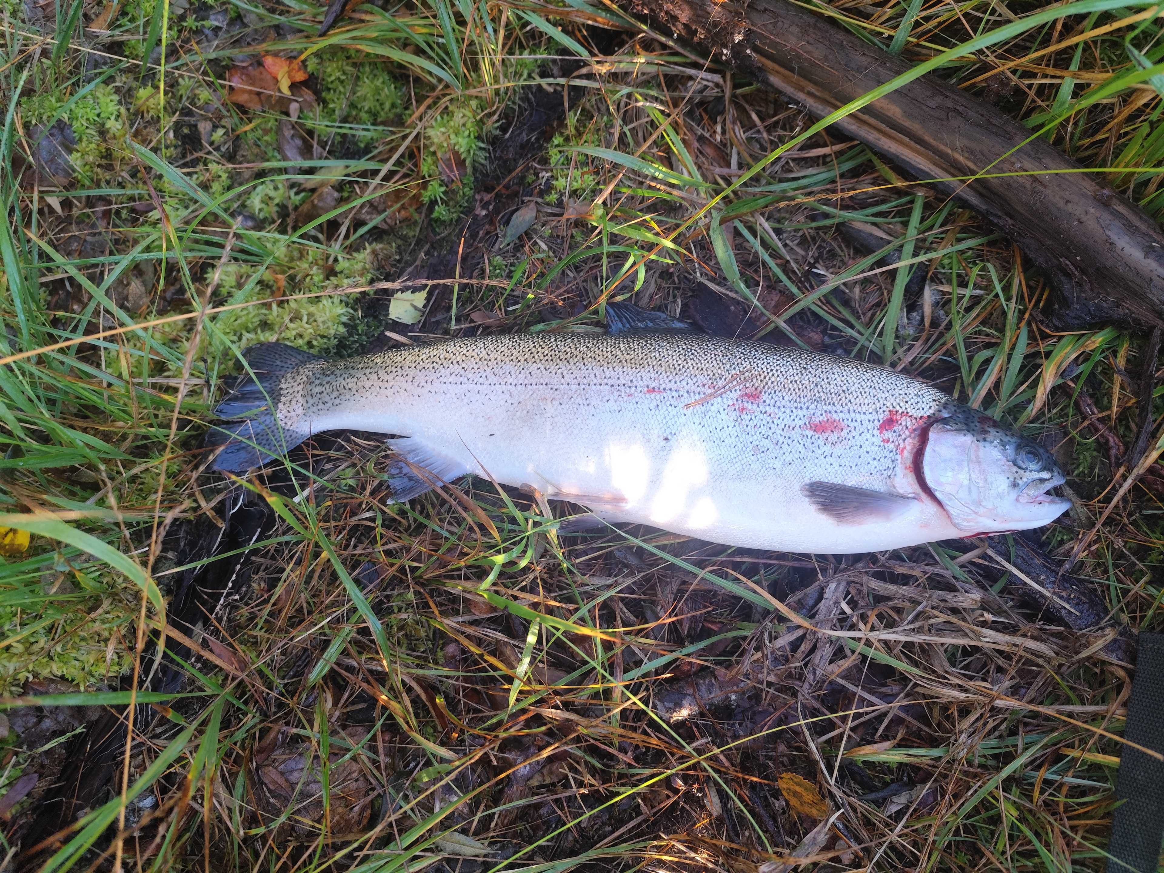 Image of catch