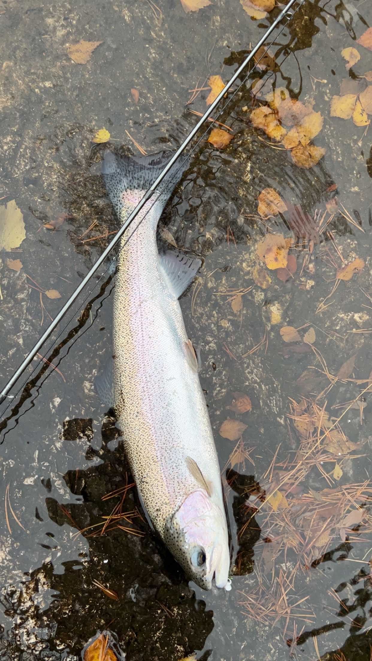 Image of catch
