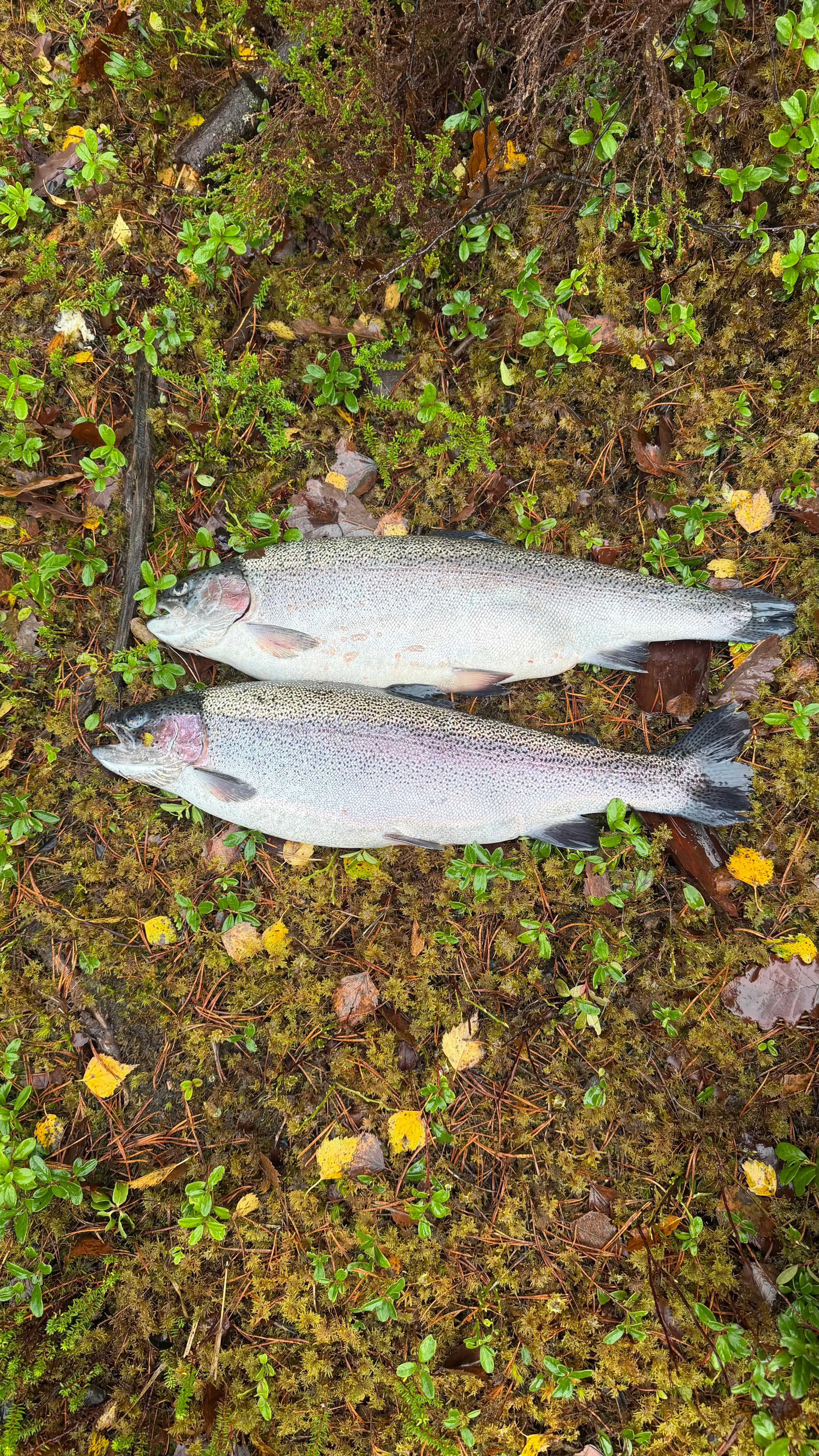 Fångstrapportbild