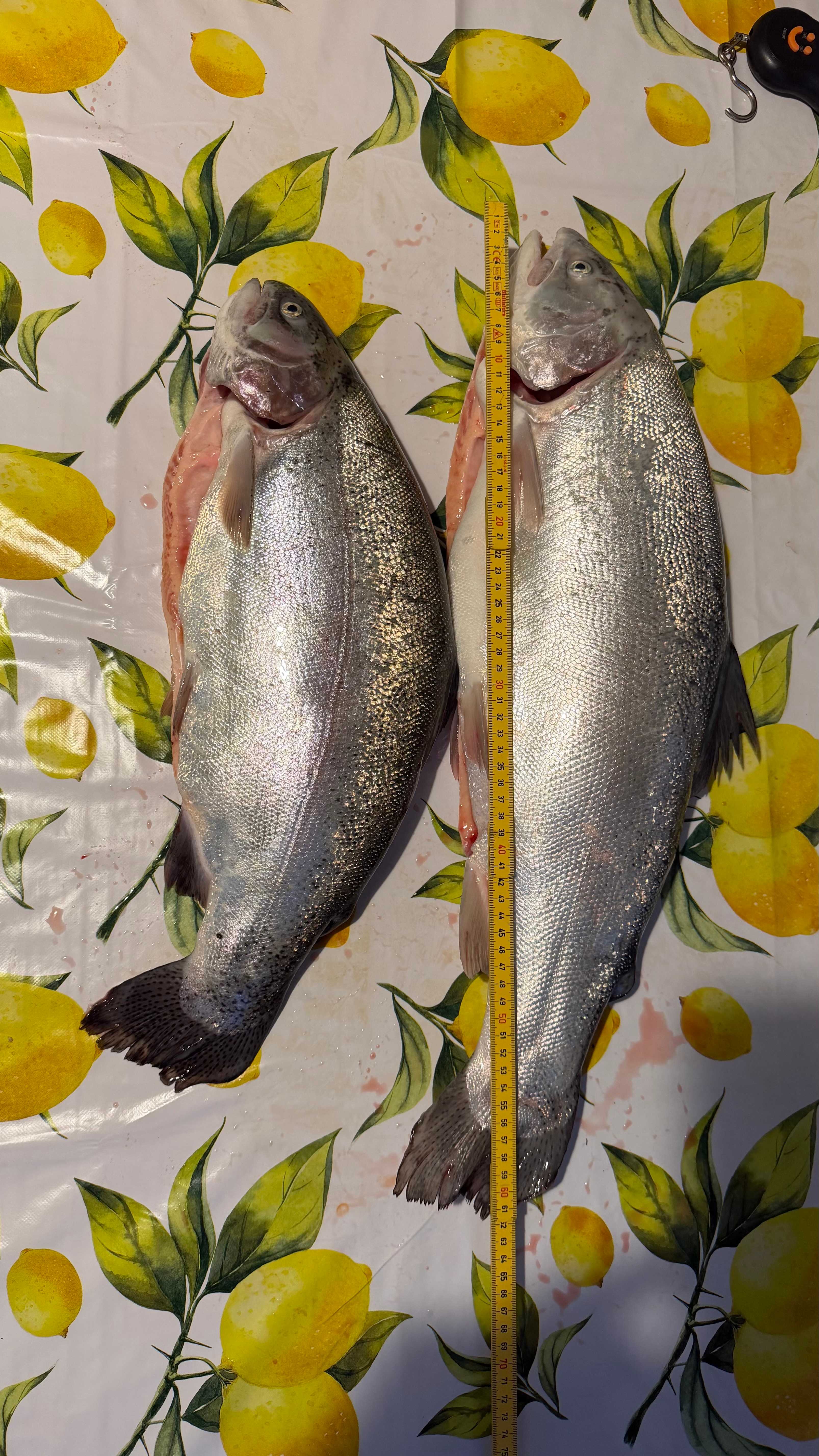 Kuva saaliista