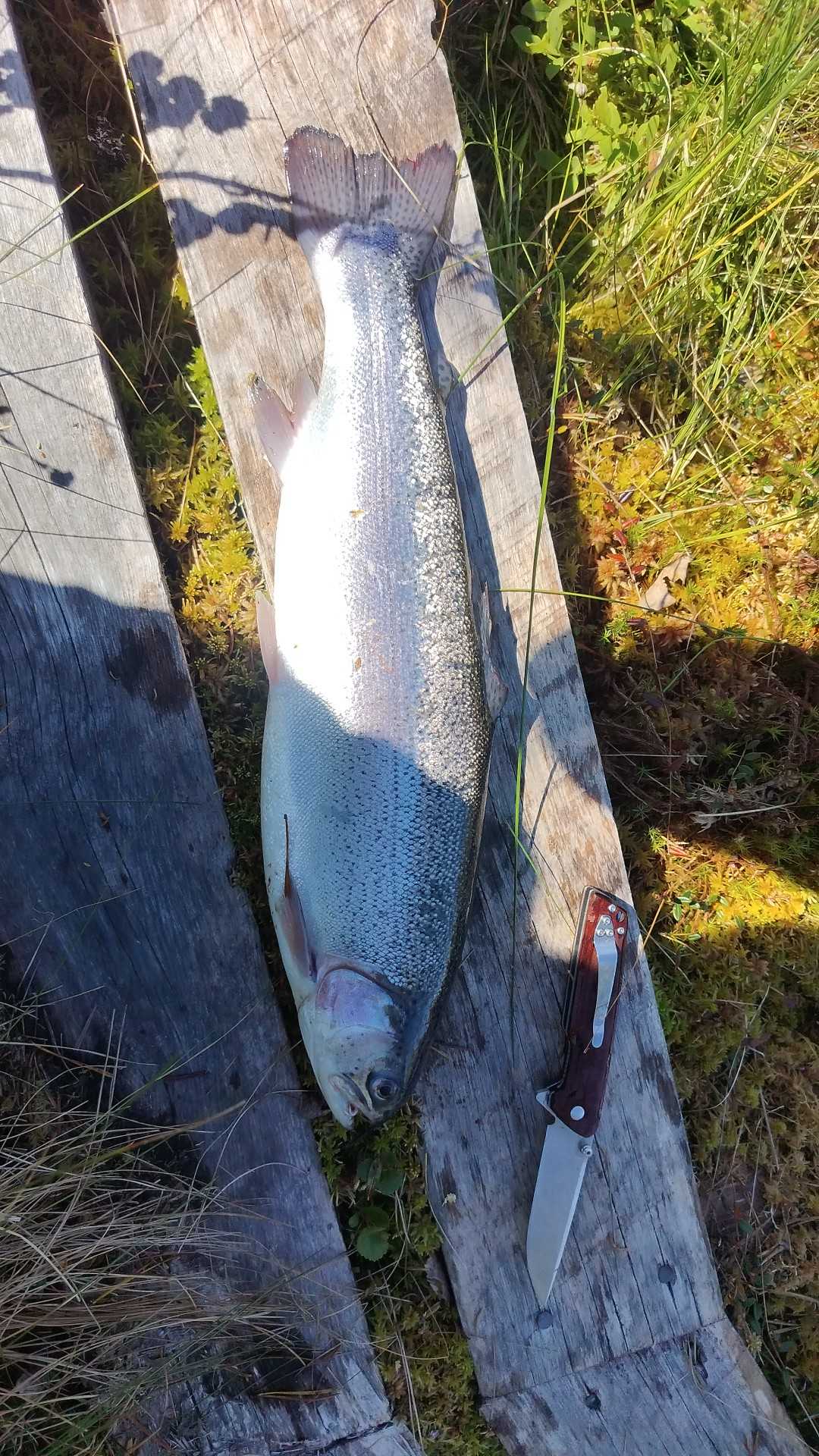 Kuva saaliista