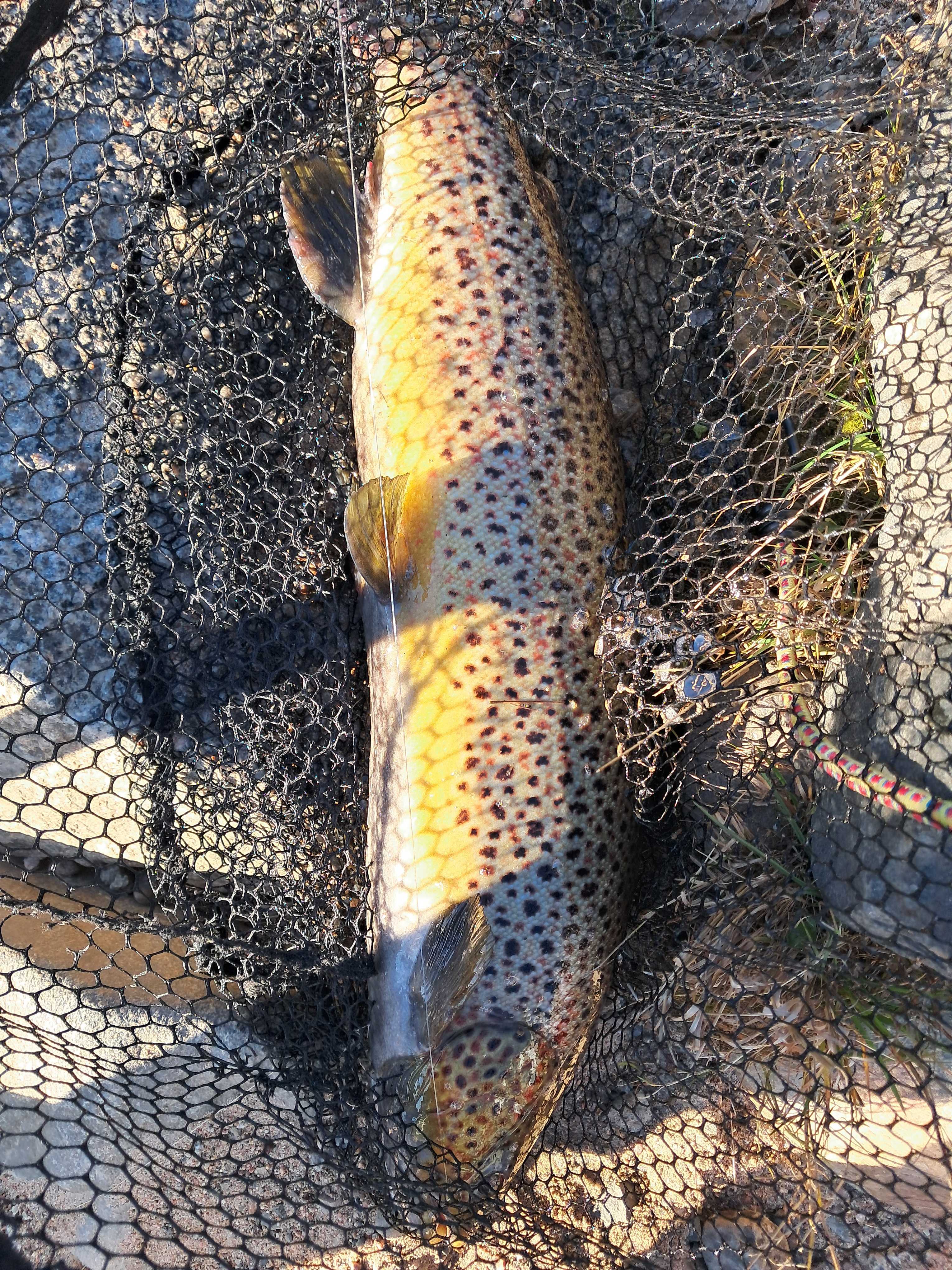Image of catch