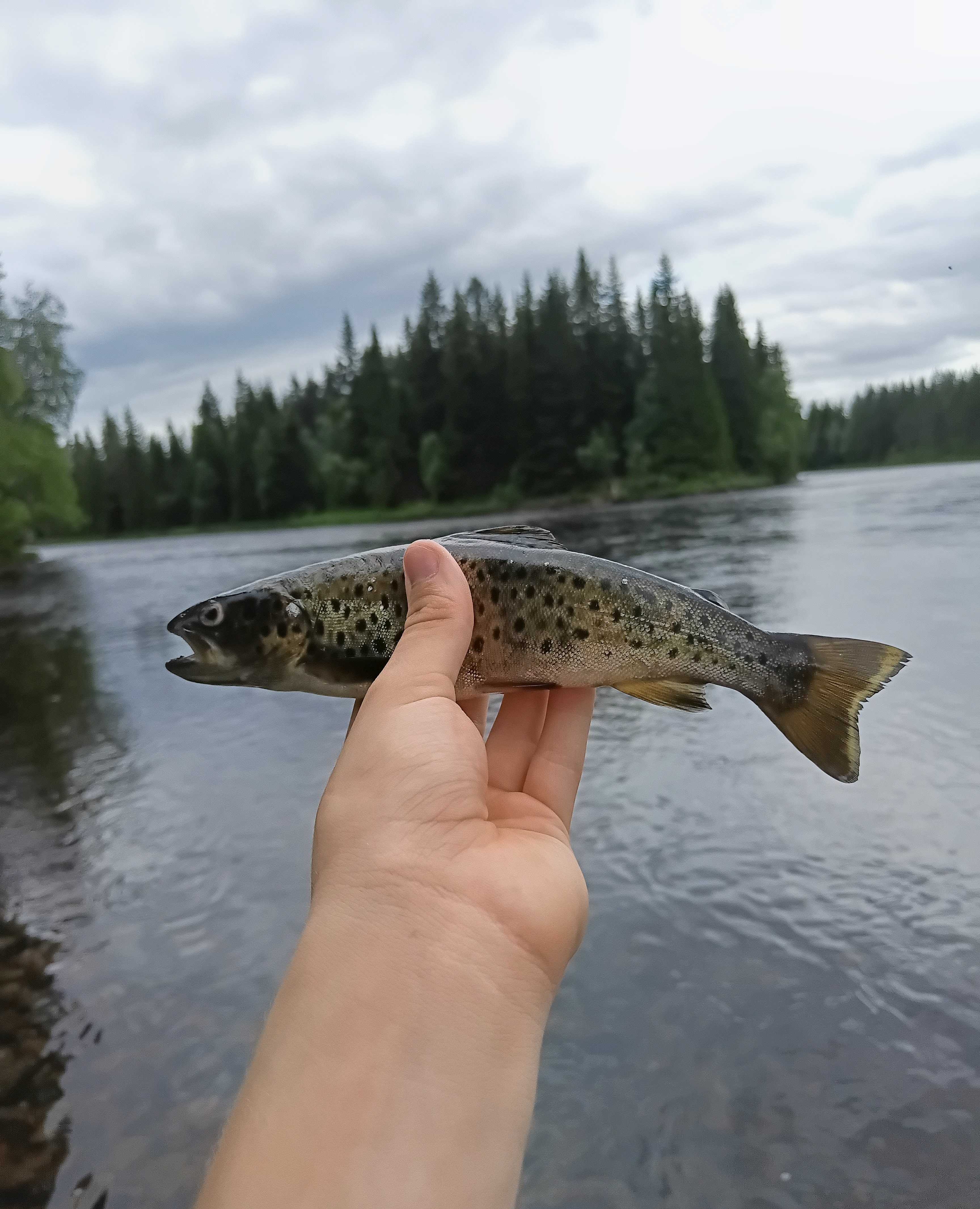 Kuva saaliista