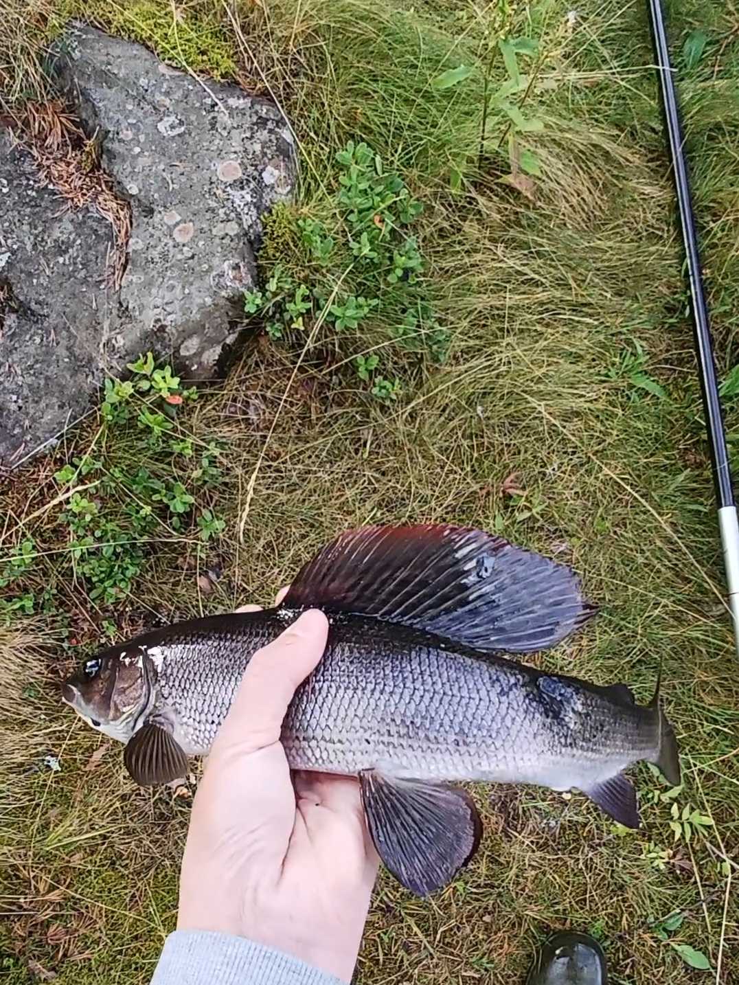Kuva saaliista