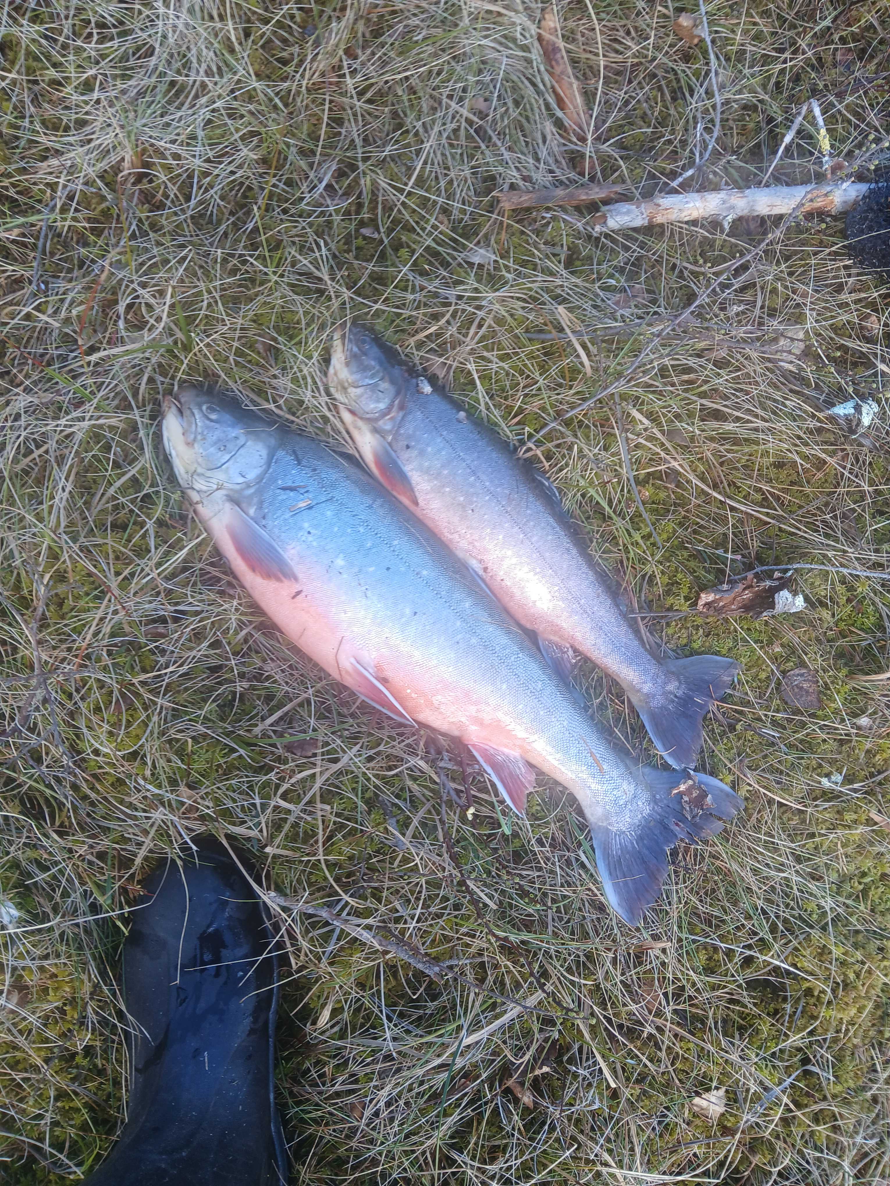 Kuva saaliista