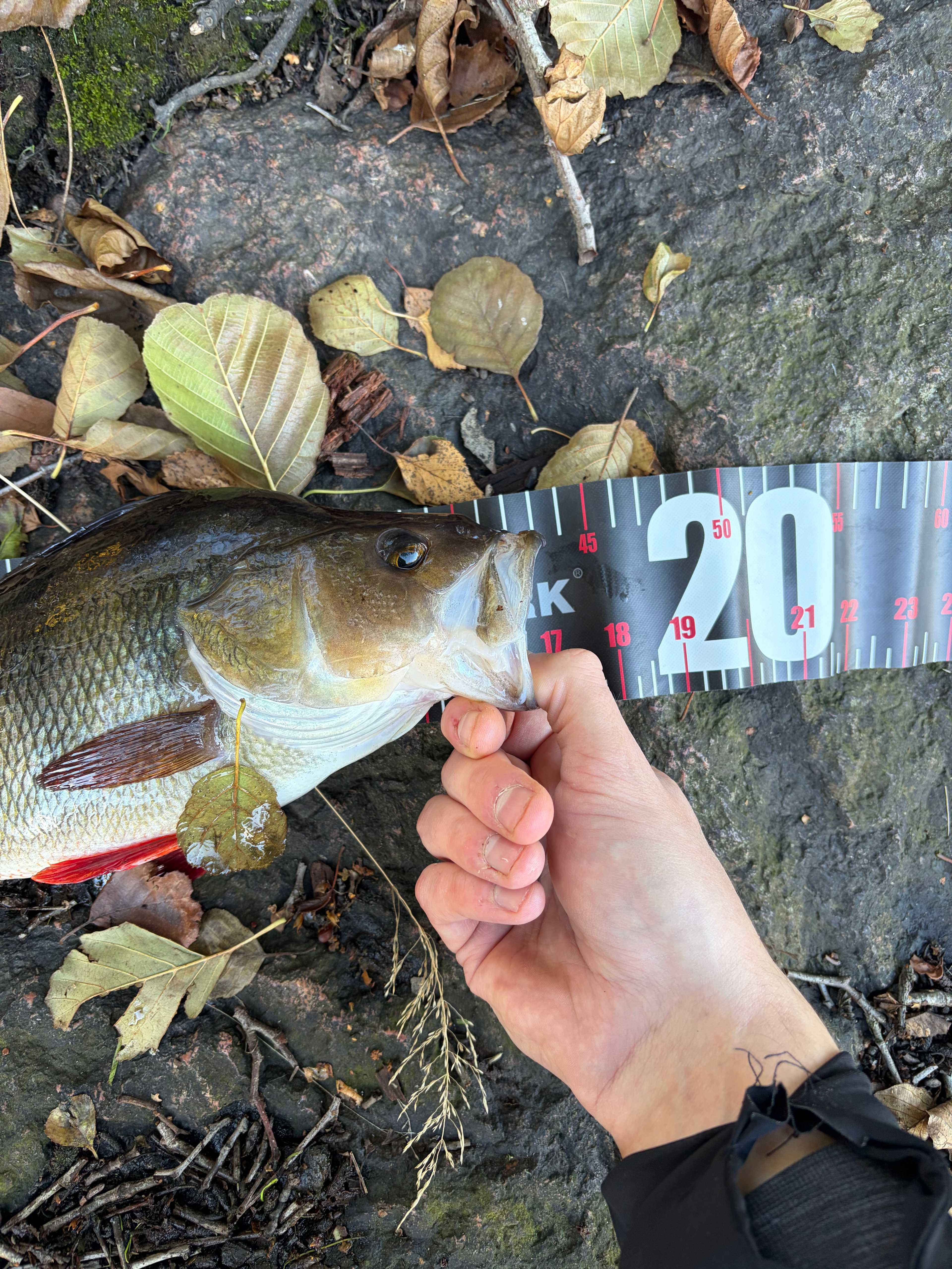 Image of catch