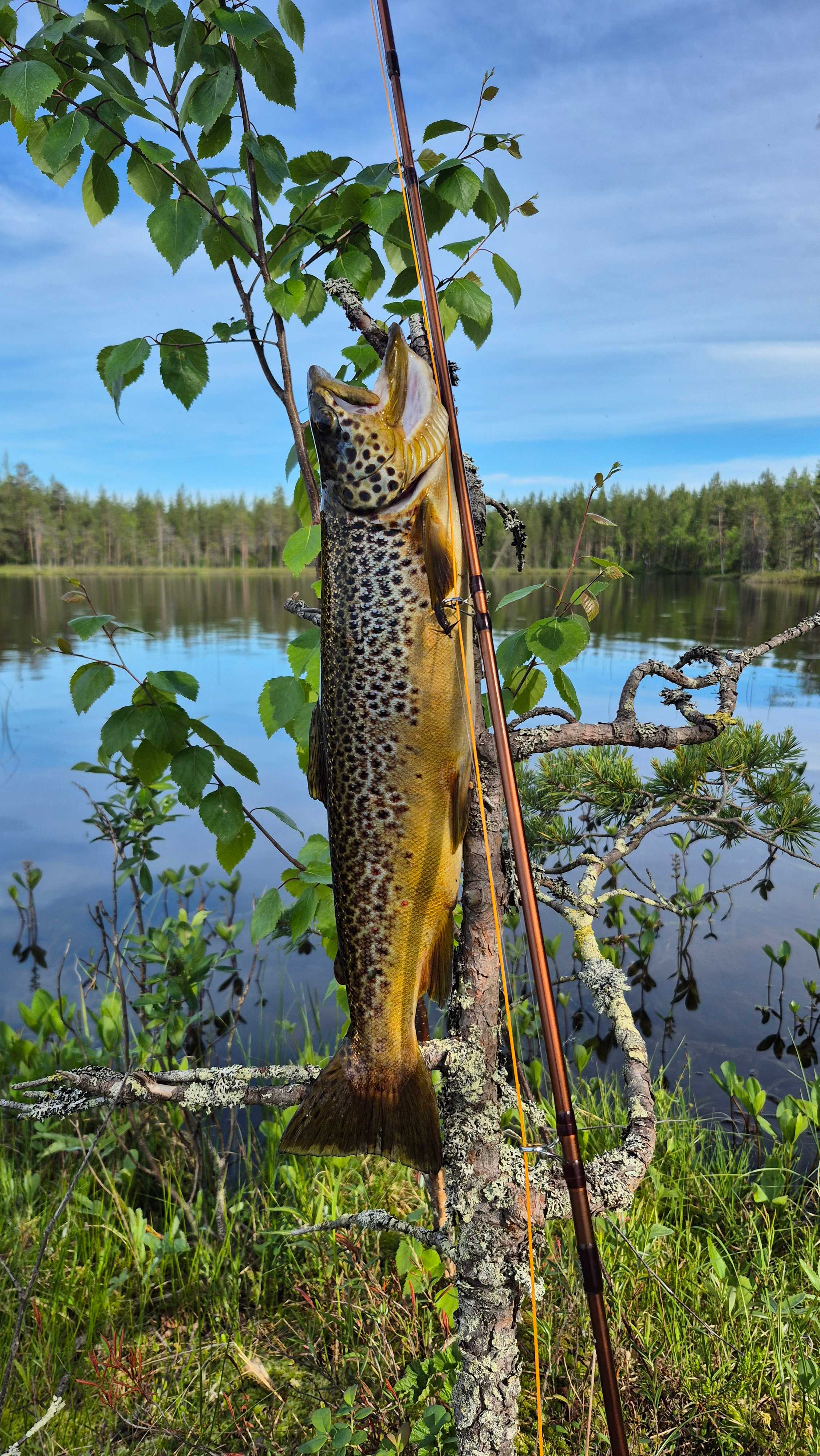 Kuva saaliista