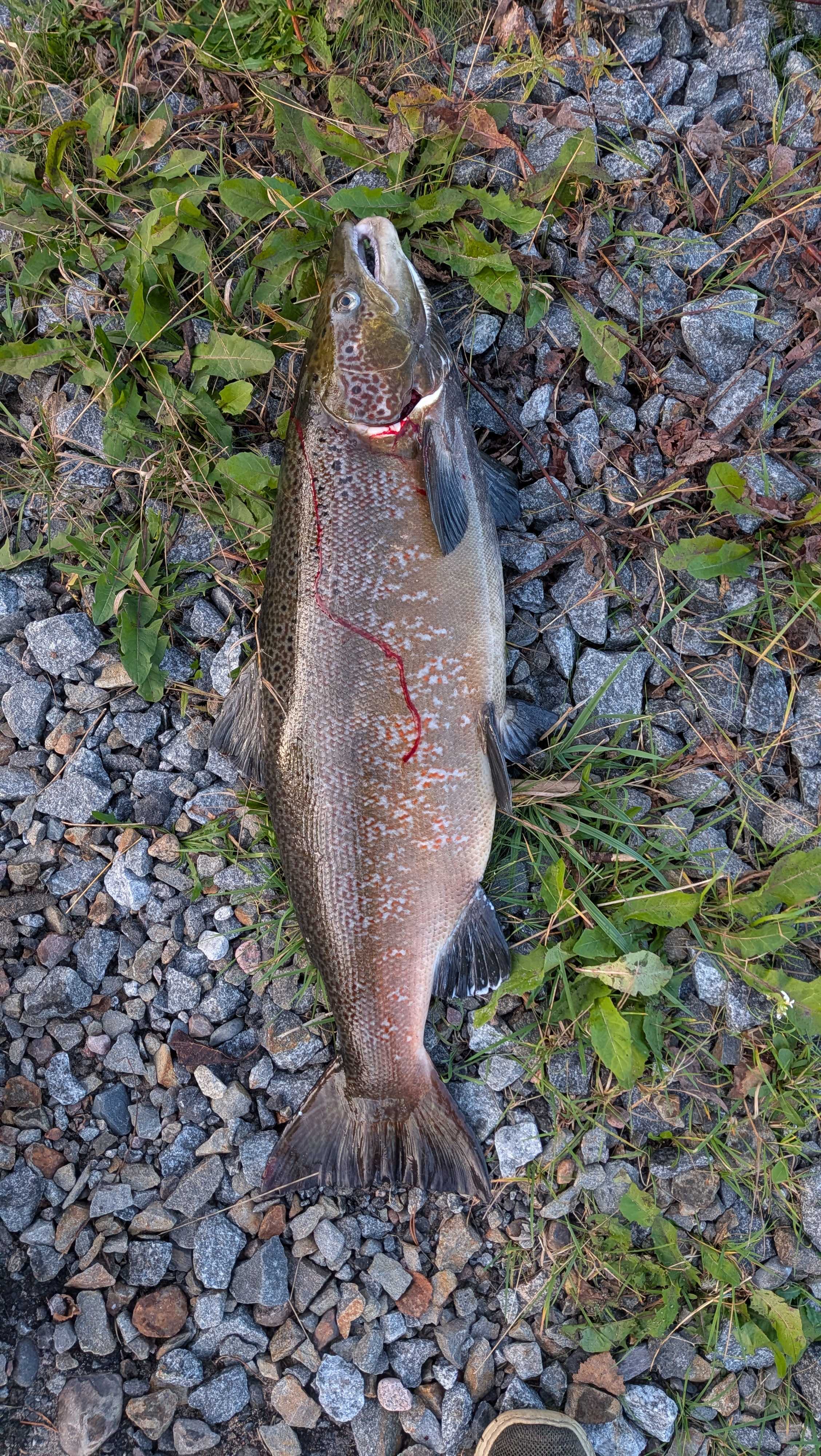Fångstrapportbild