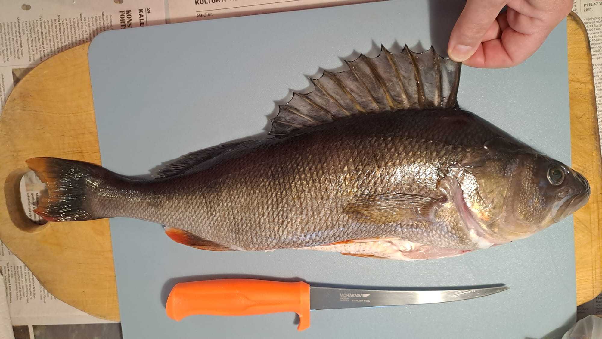 Image of catch