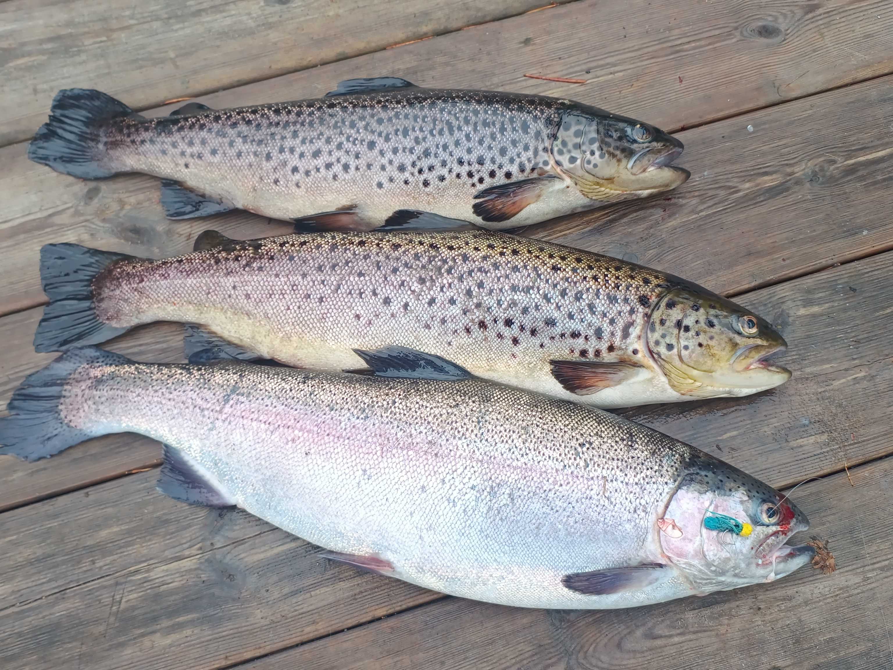 Image of catch