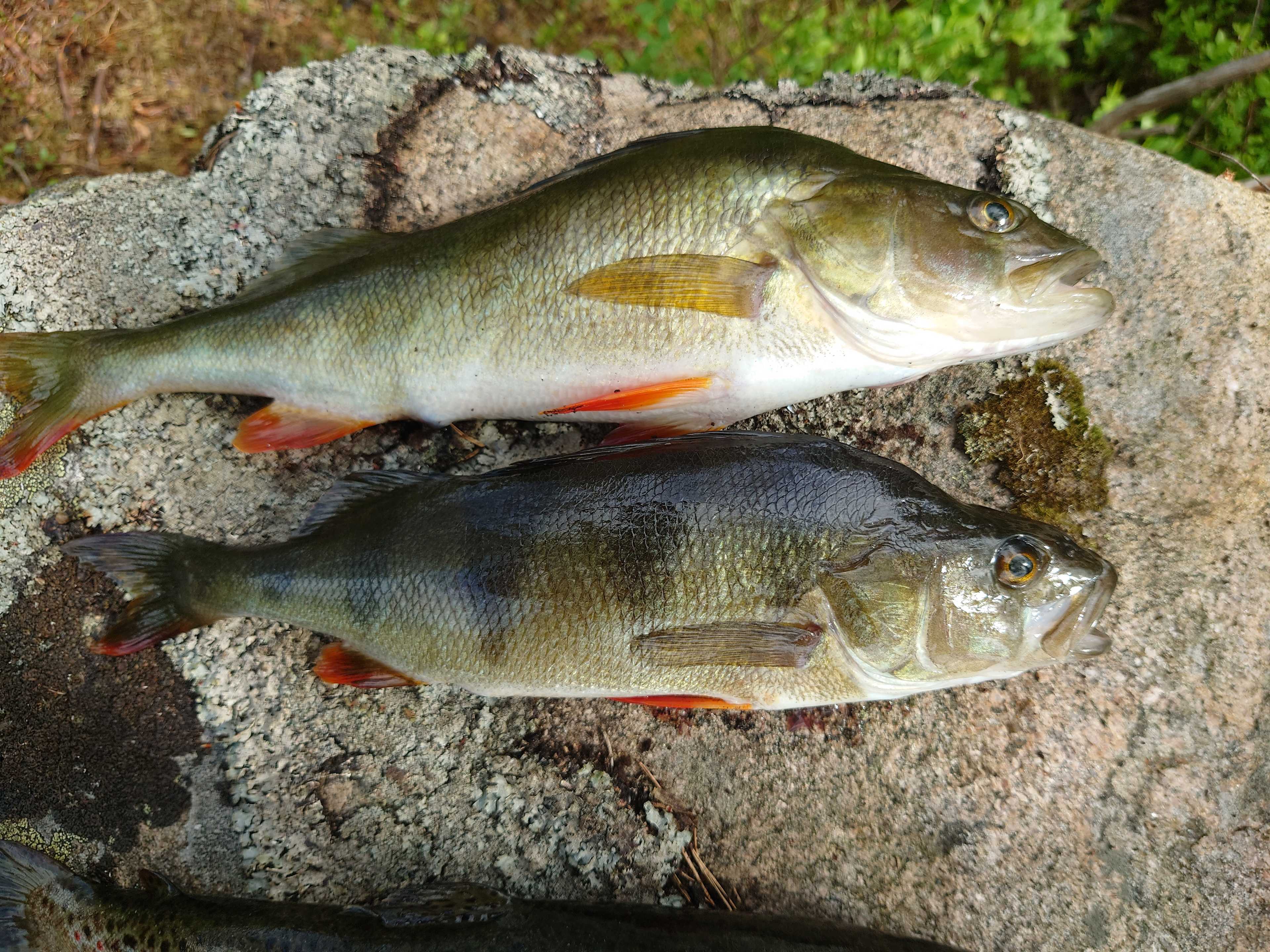 Kuva saaliista