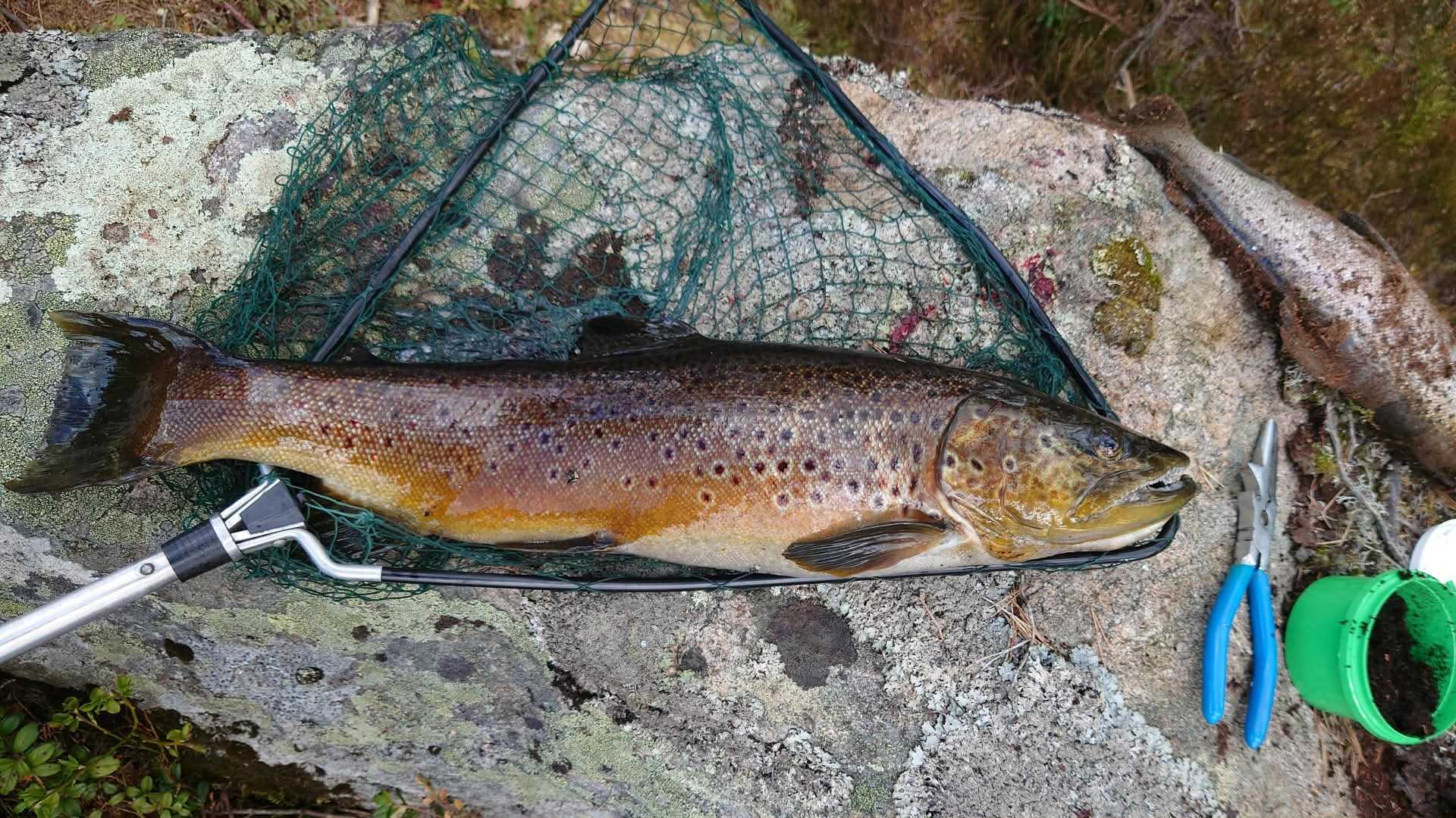 Kuva saaliista