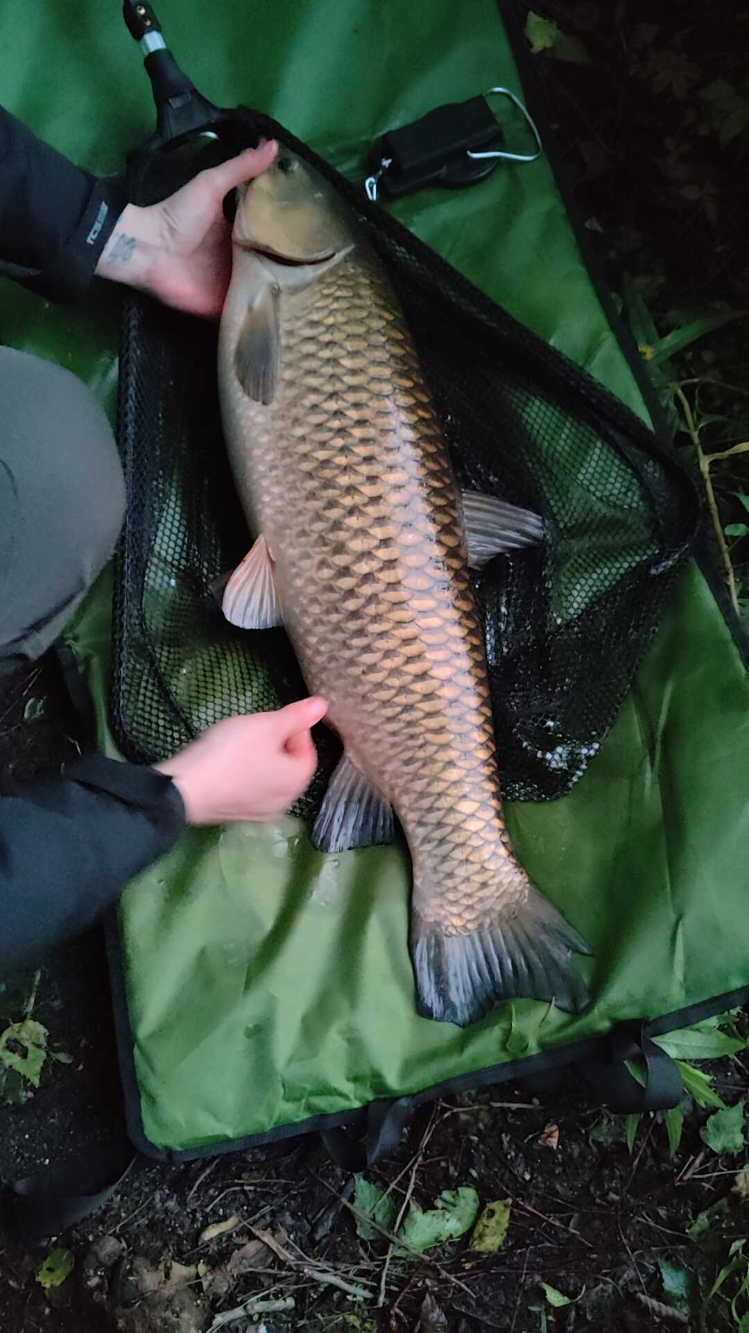 Bild des Fangs